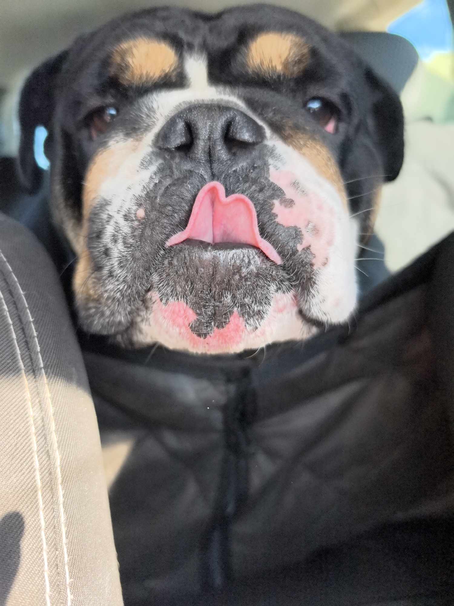 Bulldog riding shotgun, tongue out, clearly unbothered.