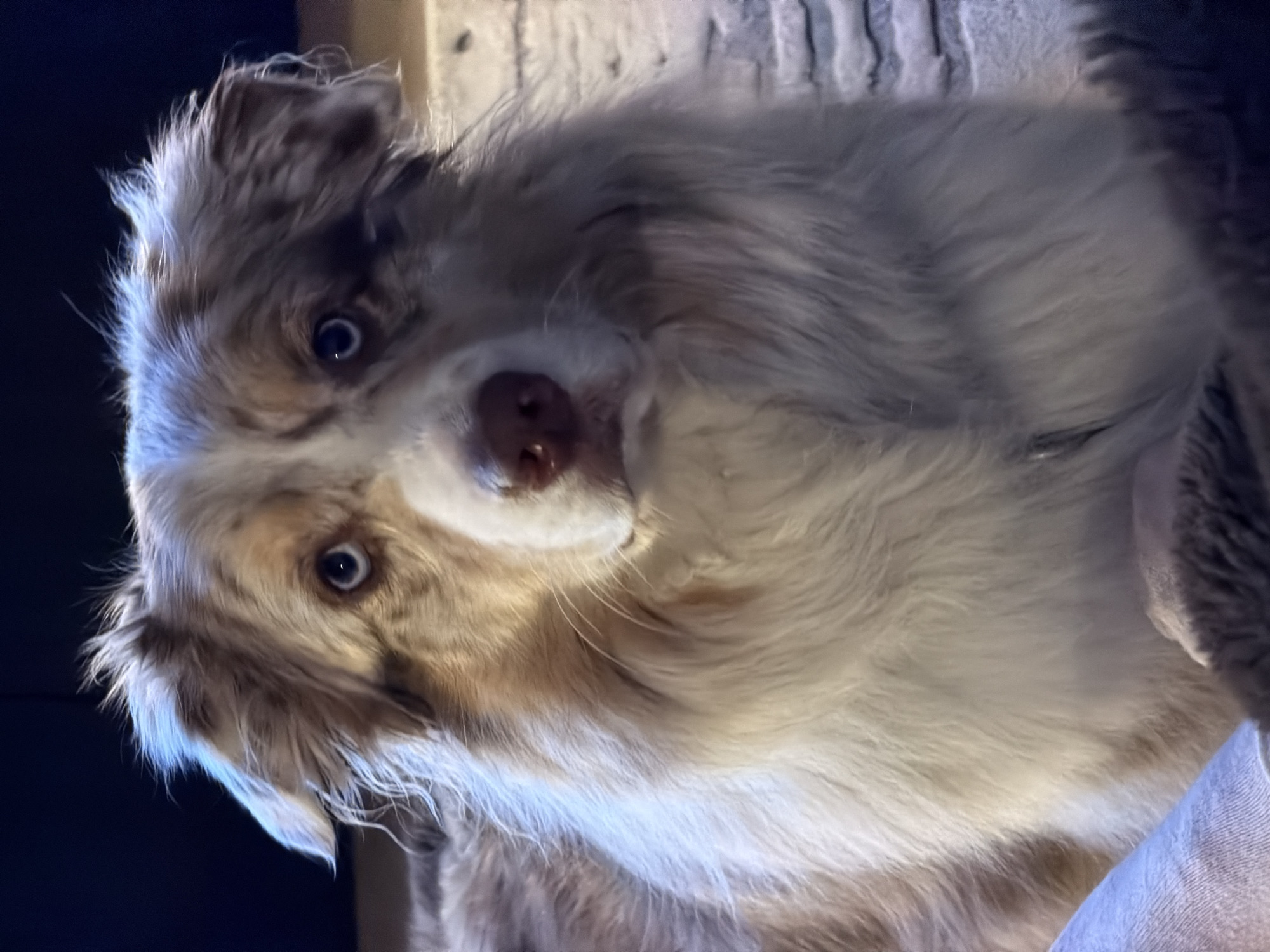 Australian Shepherd photographed in close-up in Laval, Canada