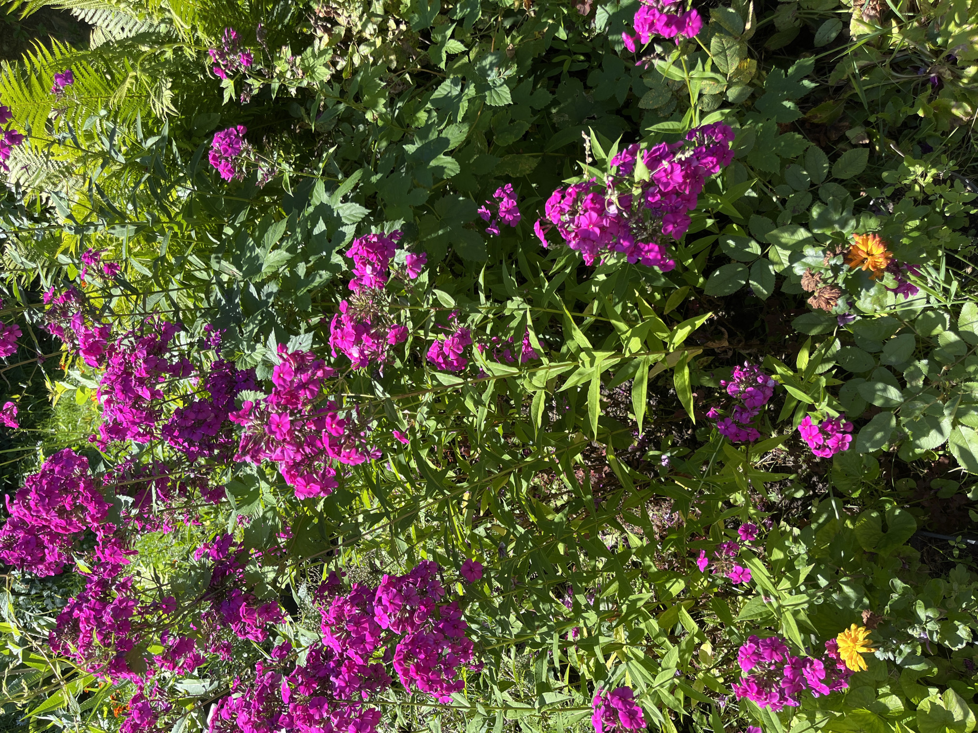 Summer garden in full bloom, Dunilavichy, Belarus