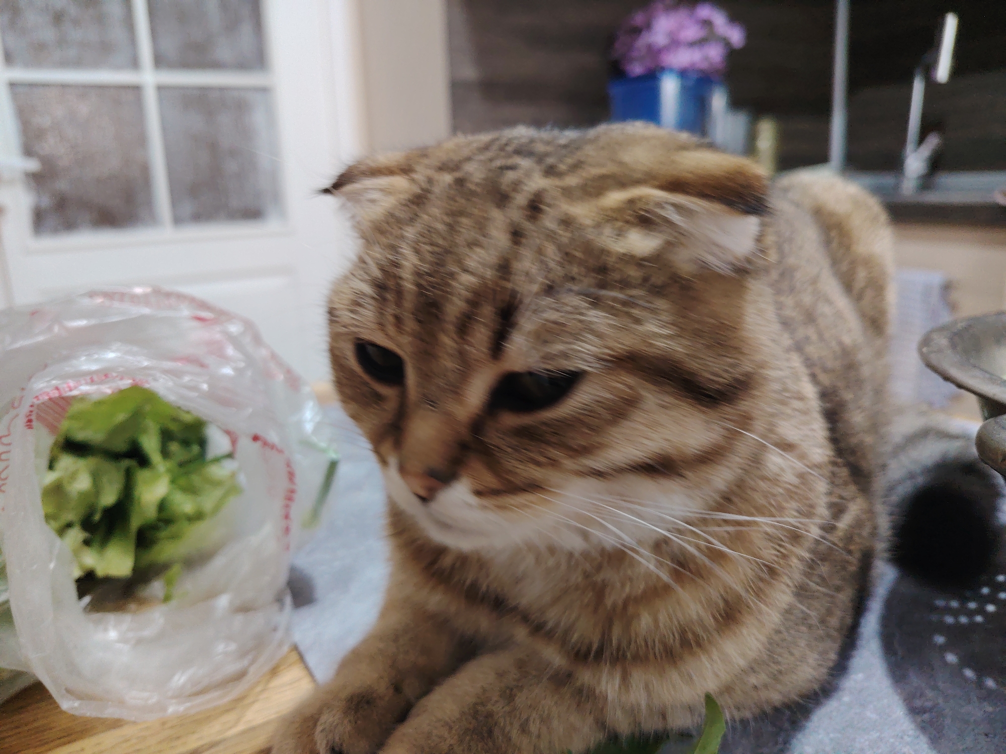Peaceful pet moments: cats and guinea pigs at home
