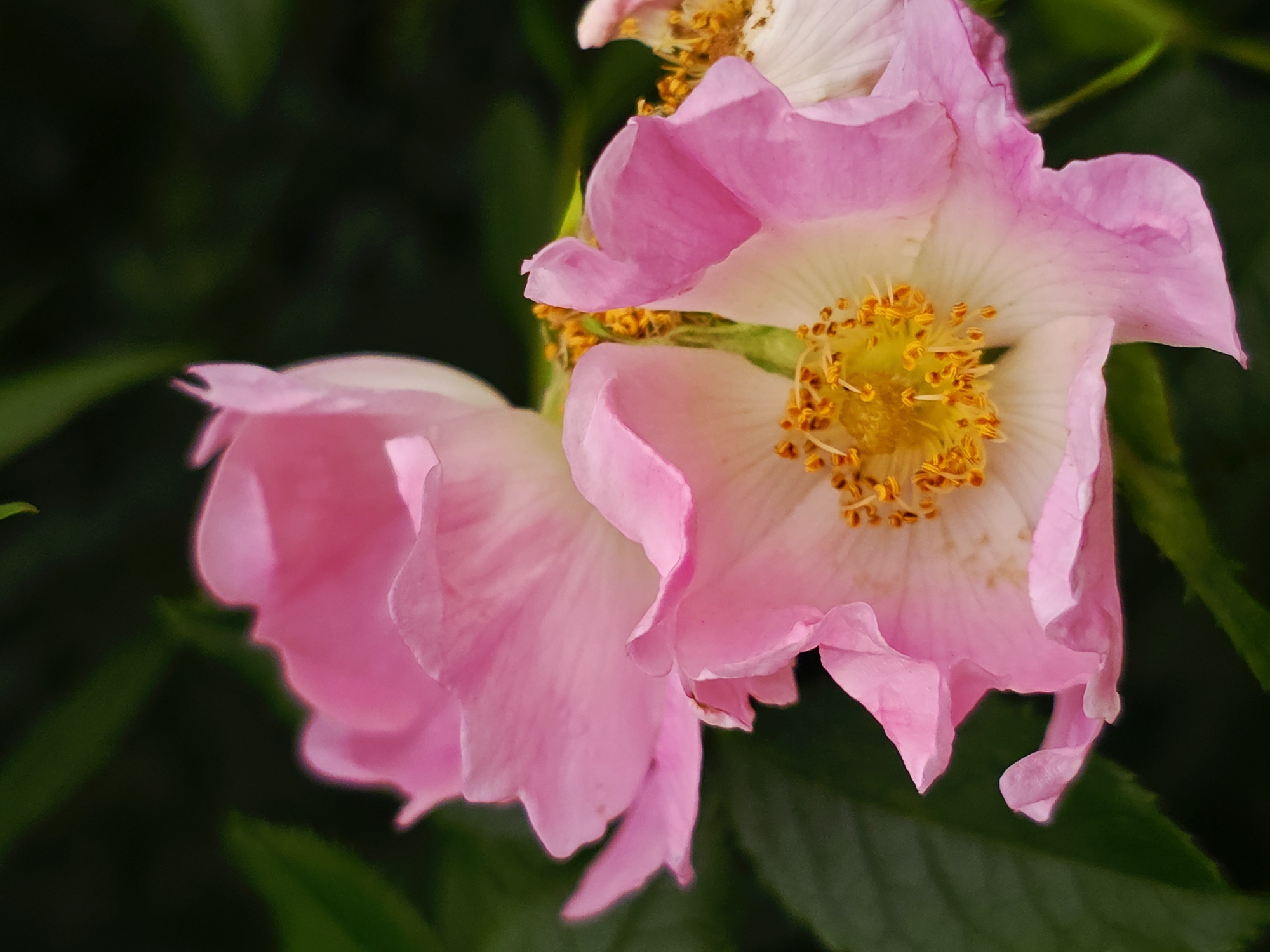 Witness documents flowers and street scenes during afternoon photography session