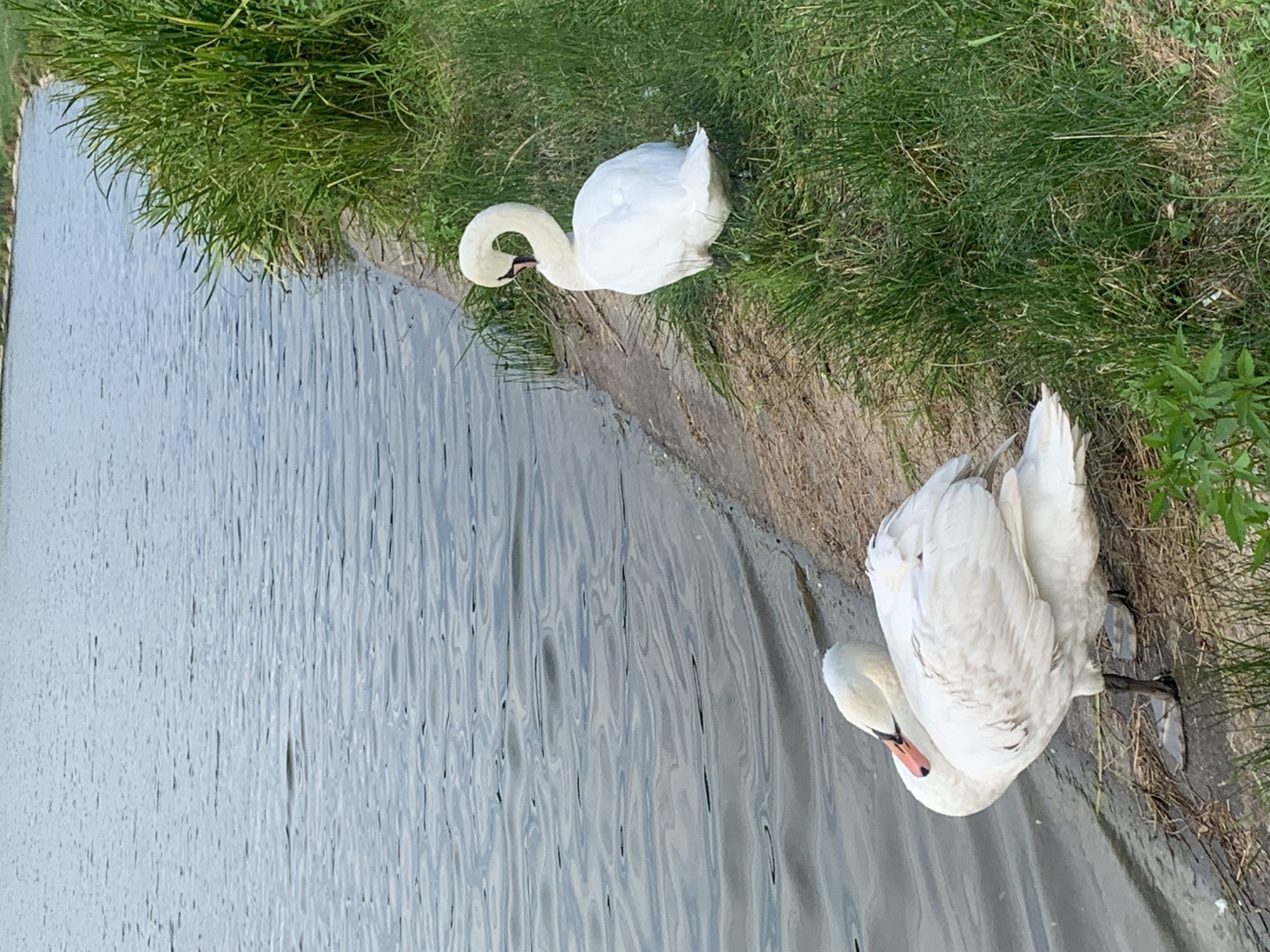 Swans at the Cherniiv Reservoir in Kolomyia, Ukraine