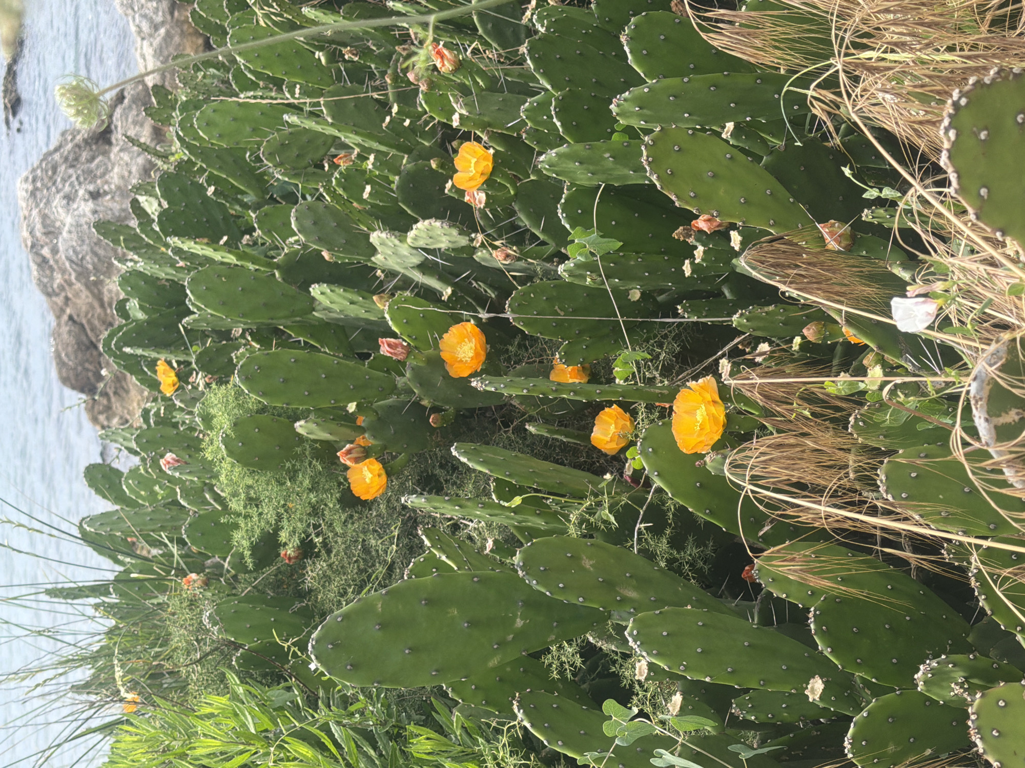 Roadside plants and fences on a summer morning in Mandra