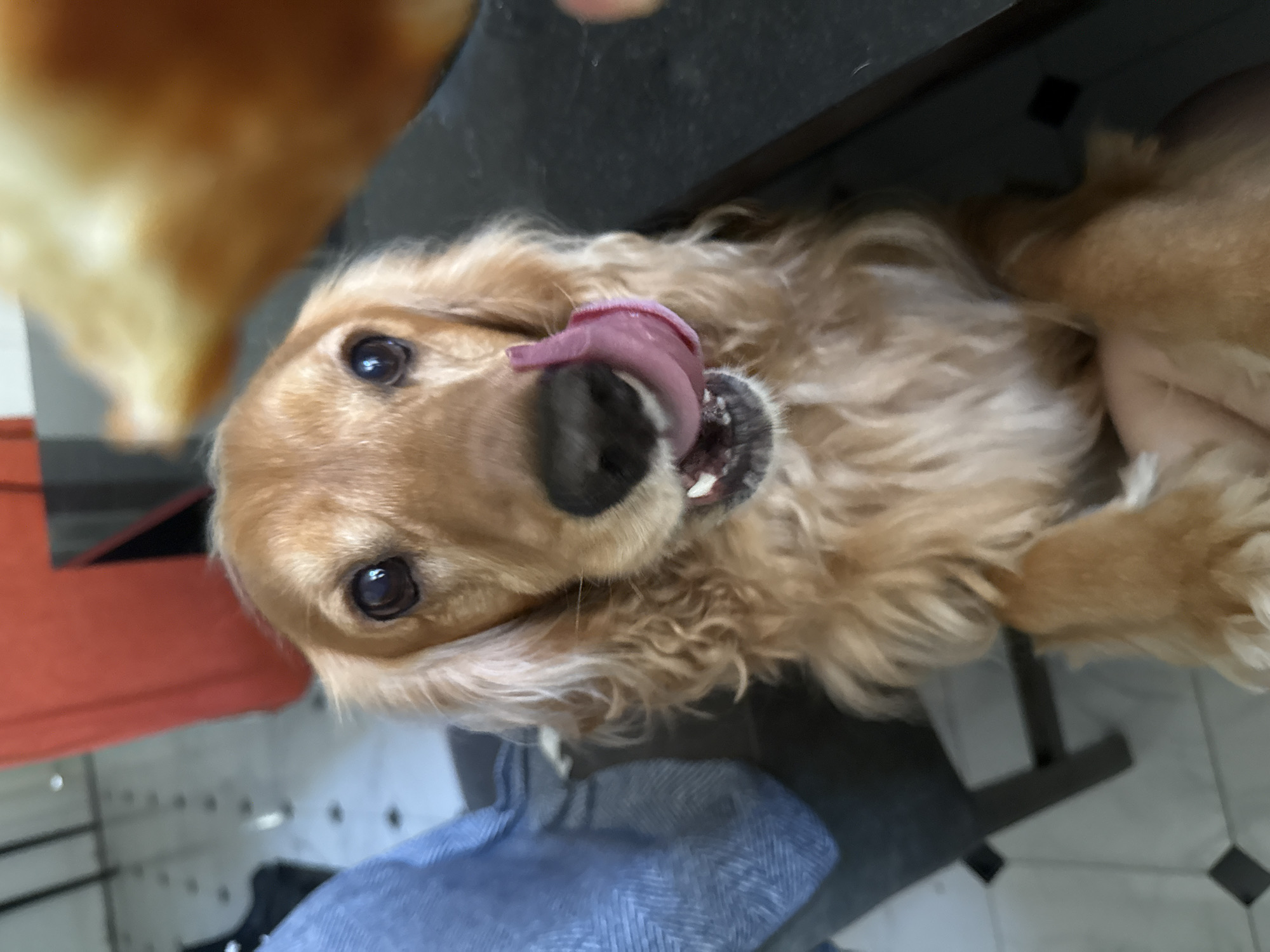 Golden dog dominates a lazy afternoon at home