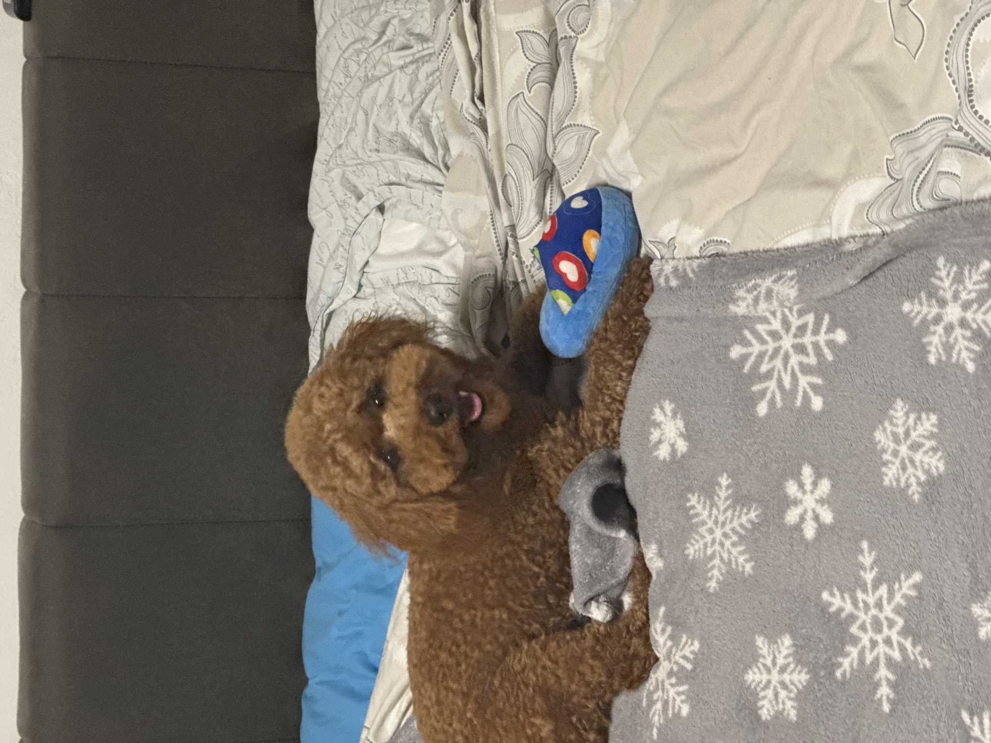 Poodle rests playfully on patterned blanket in Sofia bedroom