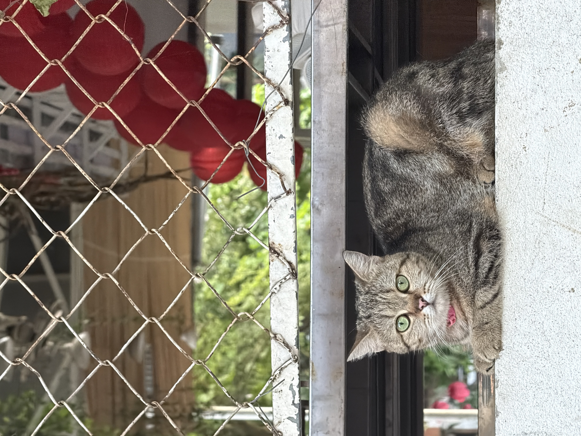 Curious tabby cat spotted peering from window in Đà Nẵng