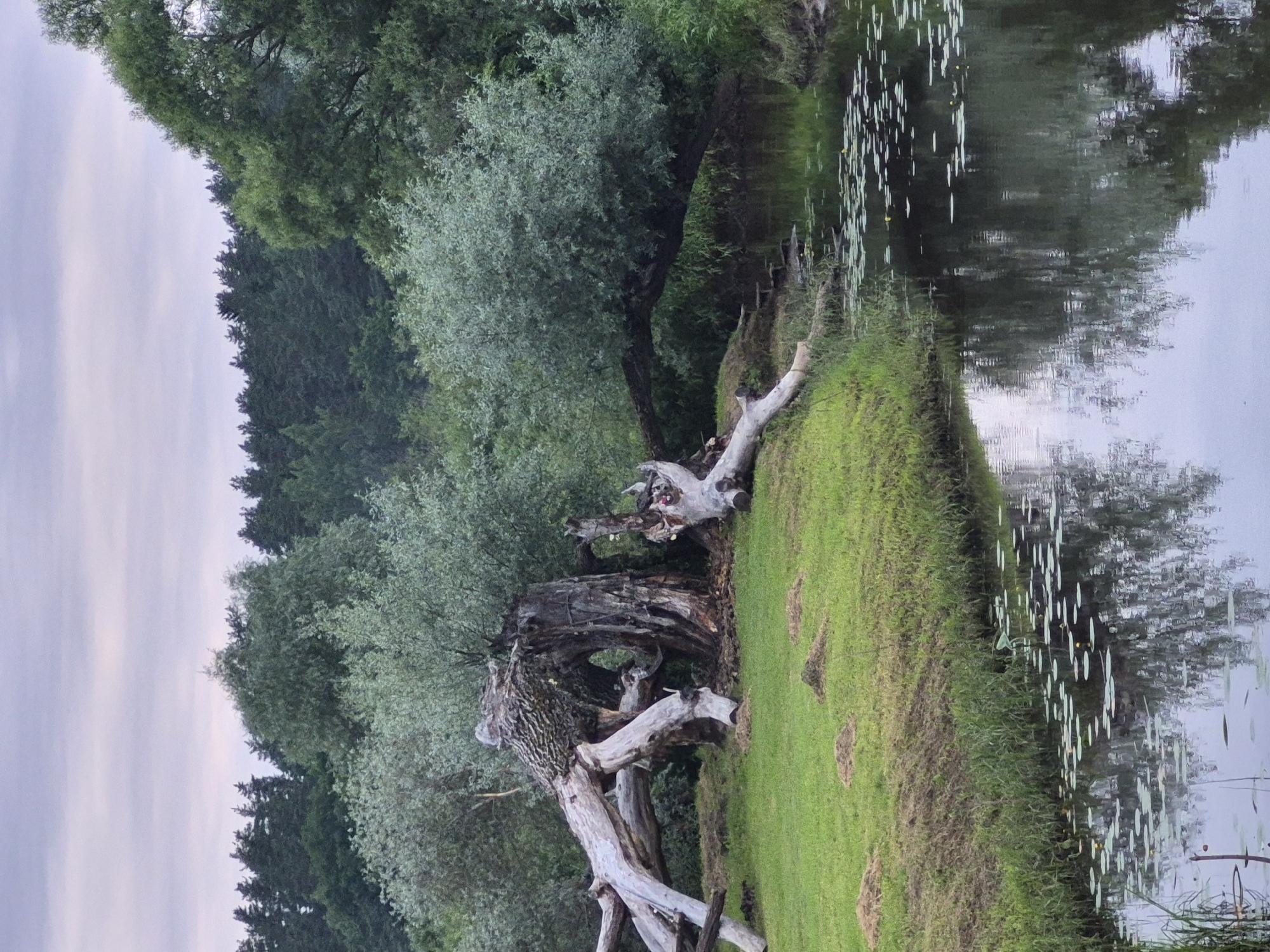 Calm waterside scenery along the banks of Sooblase, Estonia