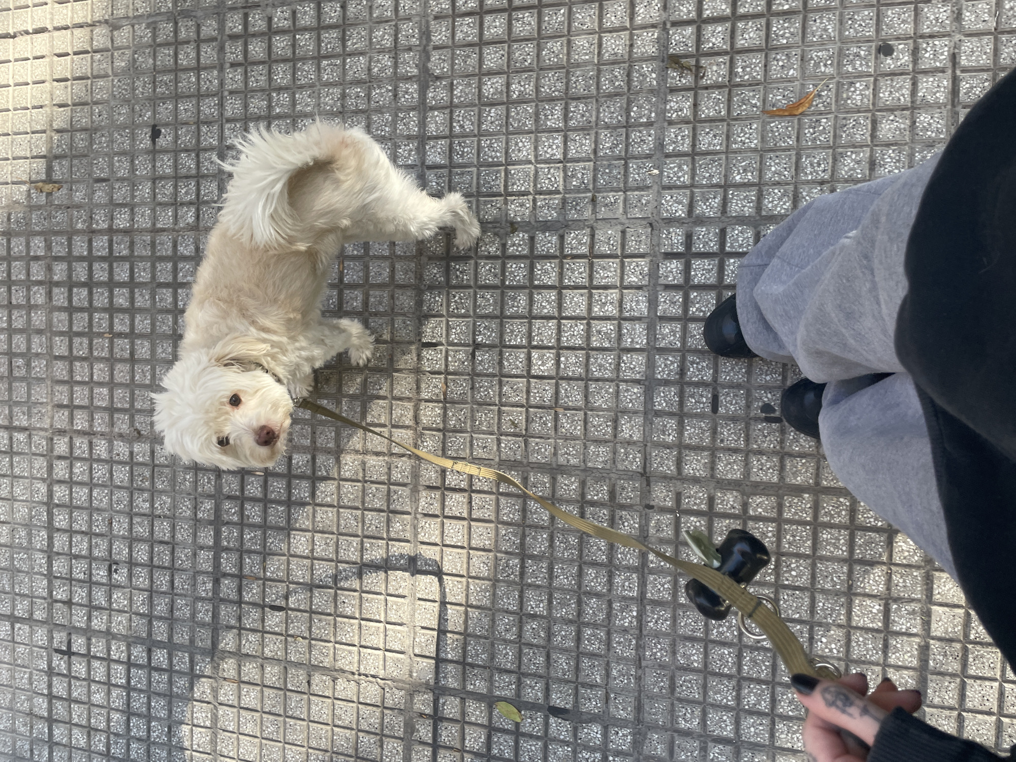 Dog walker with small white dog spotted on Buenos Aires sidewalk