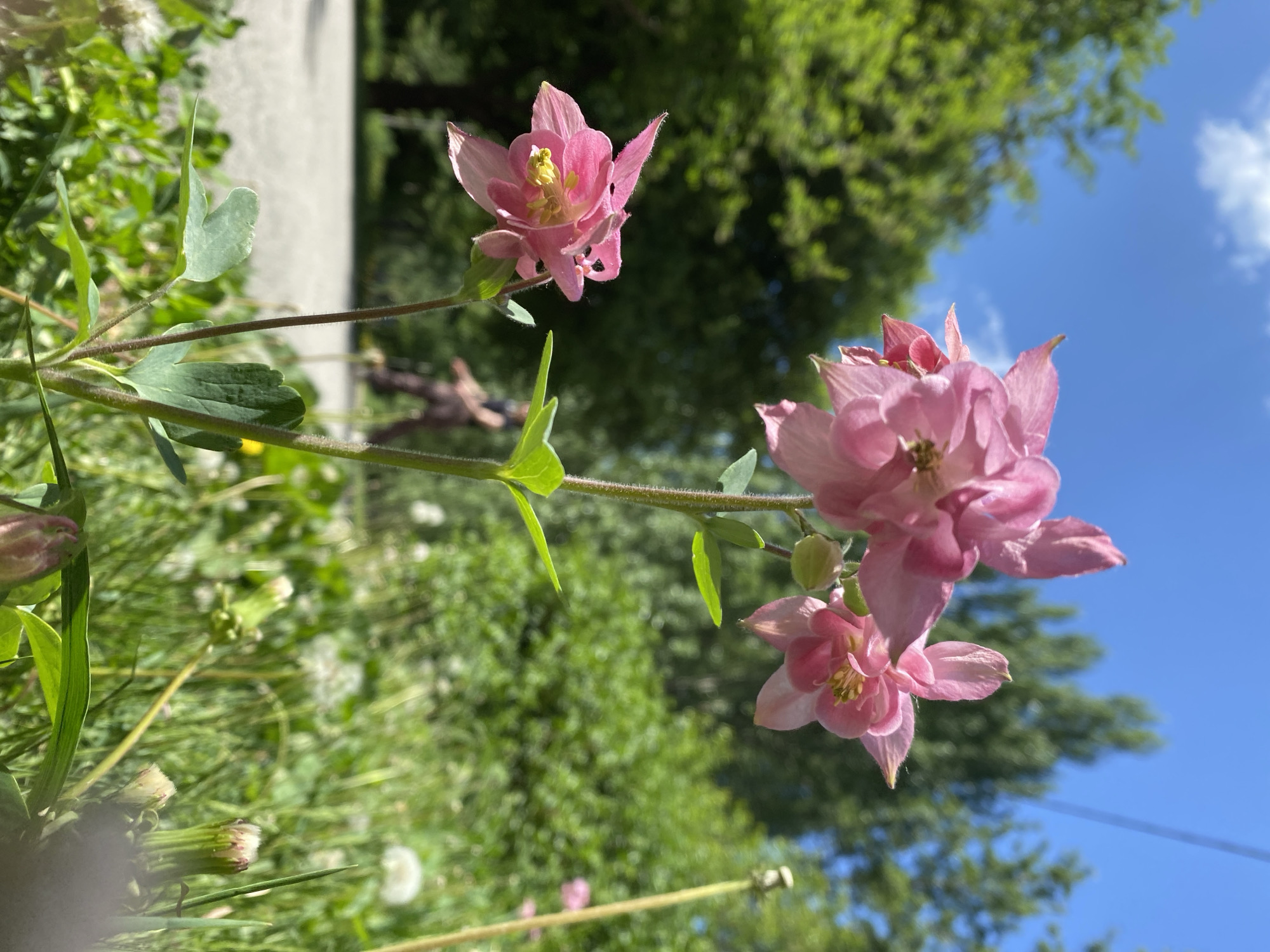 Morning garden walk captures spring blooms in Yekaterinburg