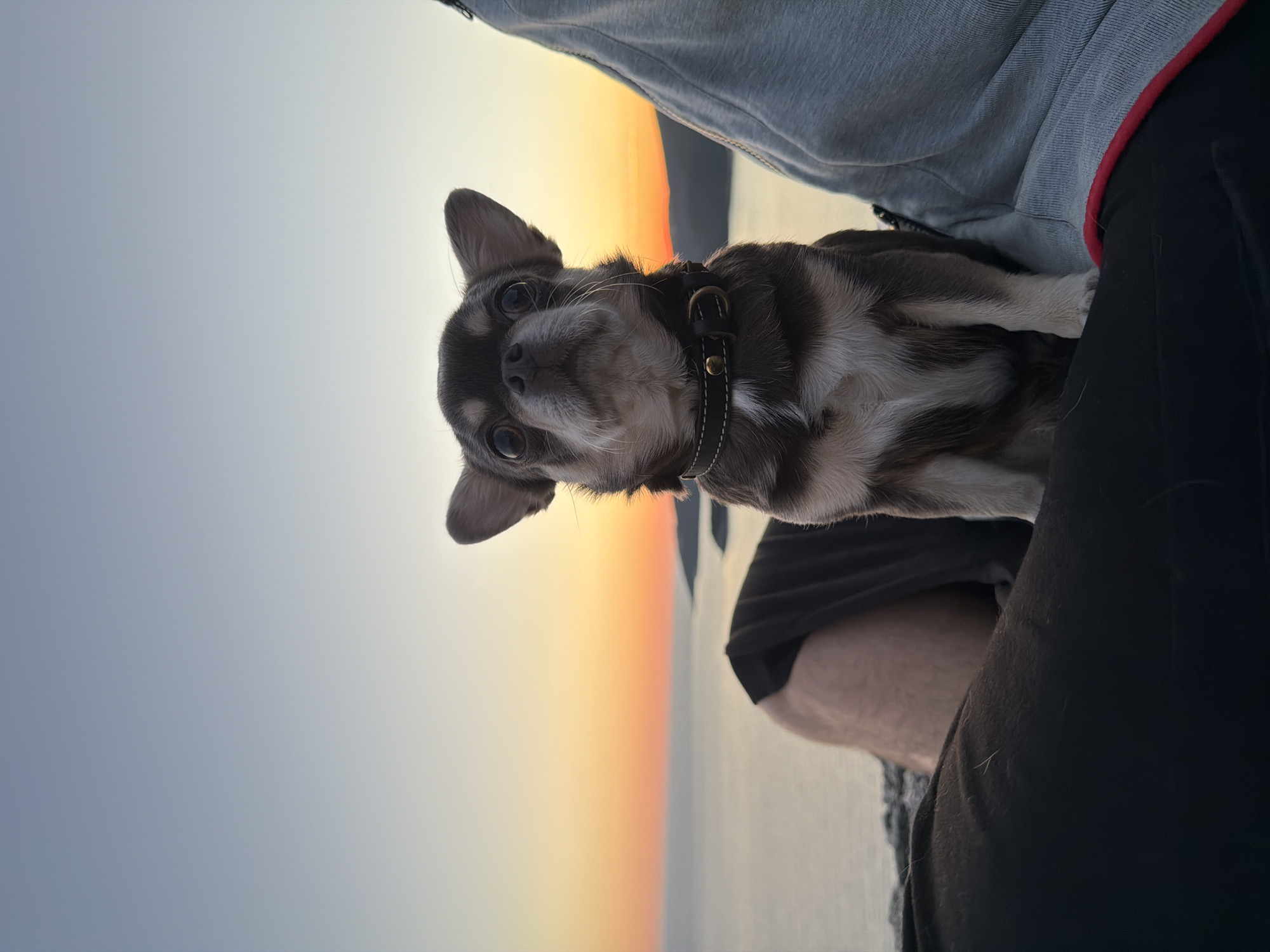 Evening sunset gathering with pets documented in Budva, Montenegro