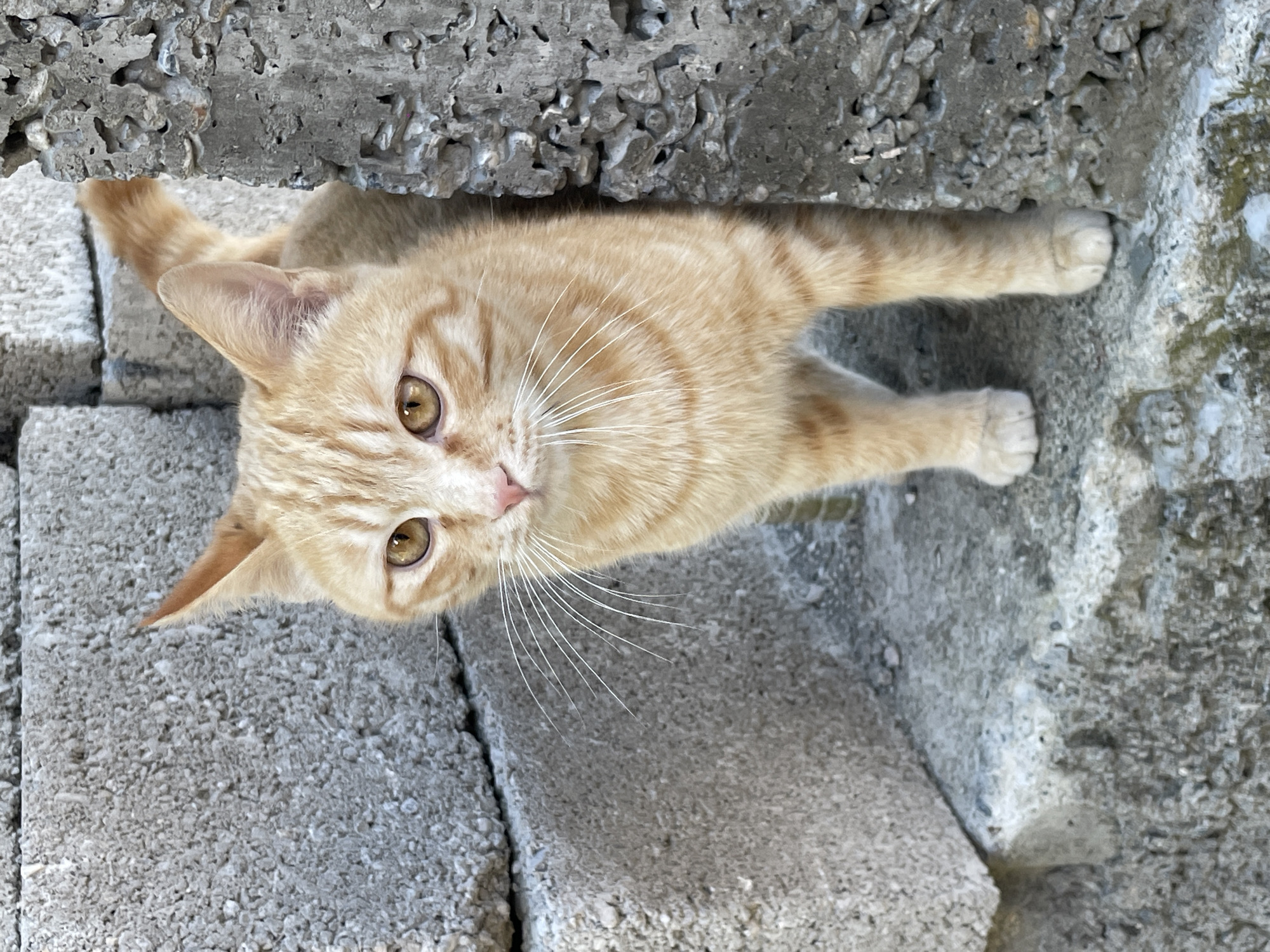Orange tabby cat spotted on concrete in Gagra, Abkhazia