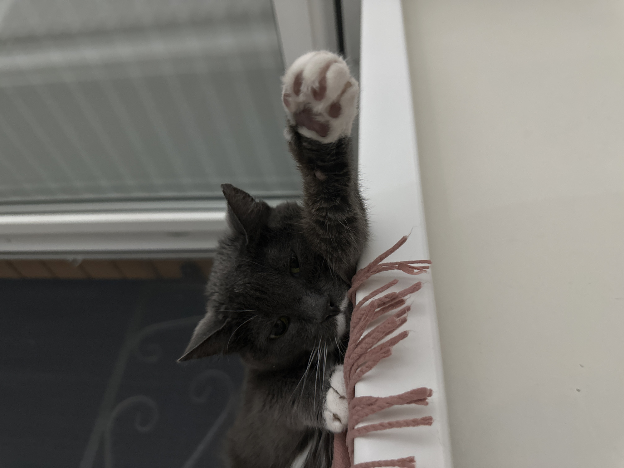 Two cats relaxing at home in Kokshetau