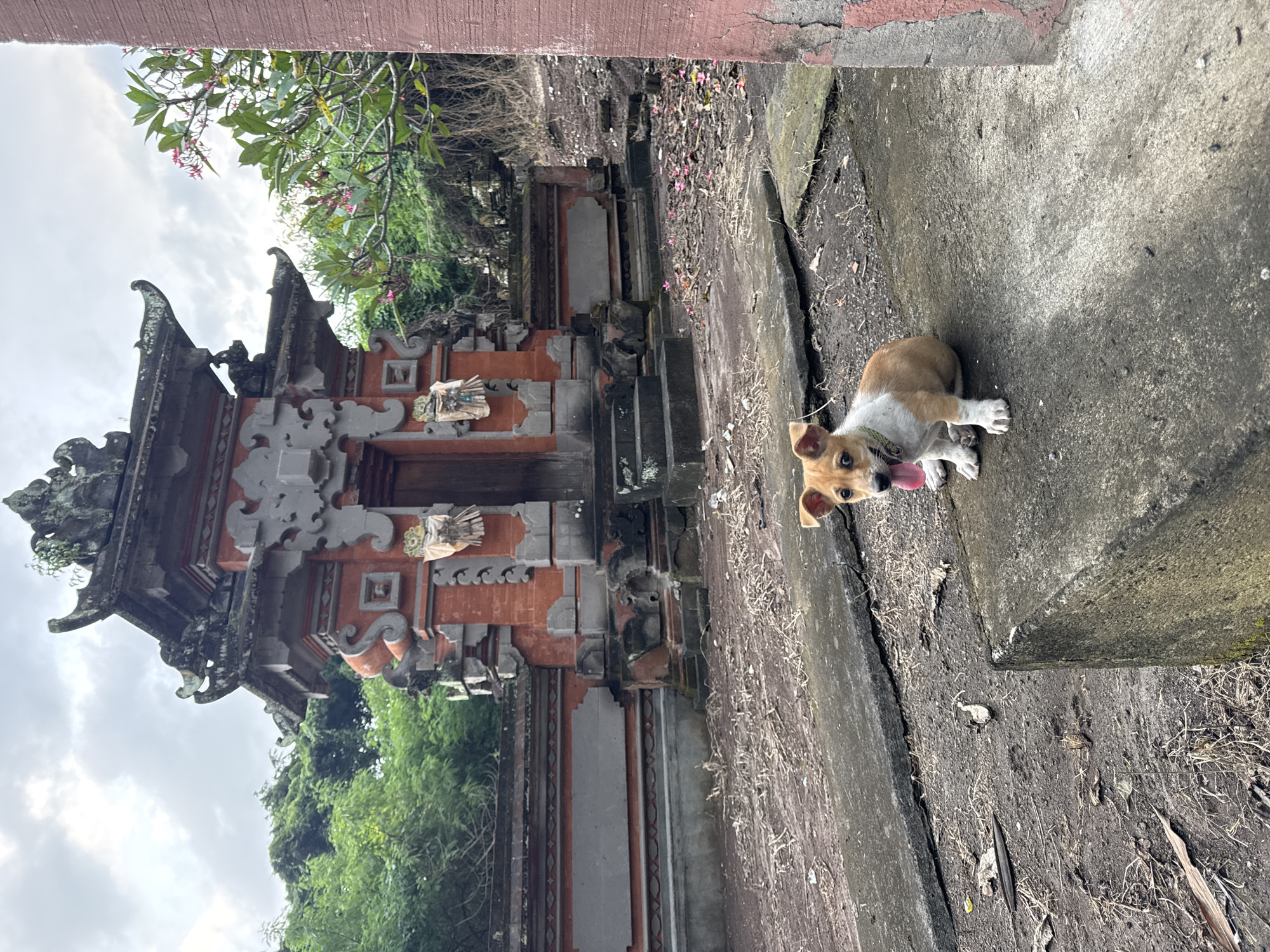 Dog spotted near ancient carved temple in Kediri, Indonesia
