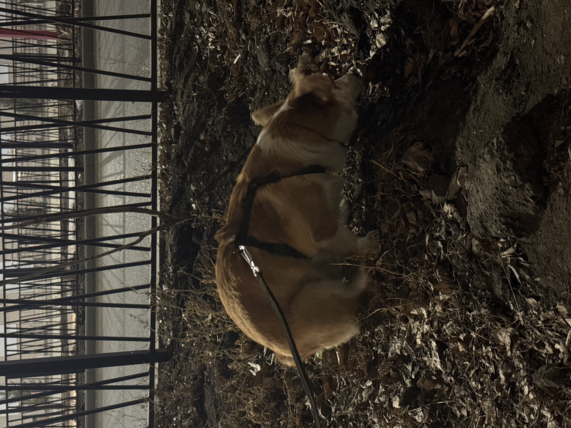 Unusual pets spotted in Borzya: leashed corgi, rabbit, decorative chicken