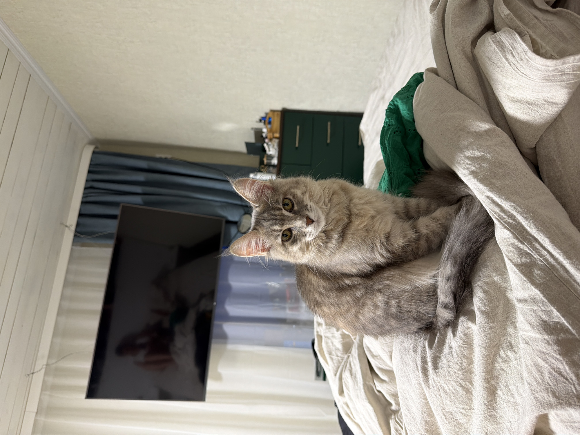 Quiet Friday afternoon documented in Sarapul, Russia with beloved cat