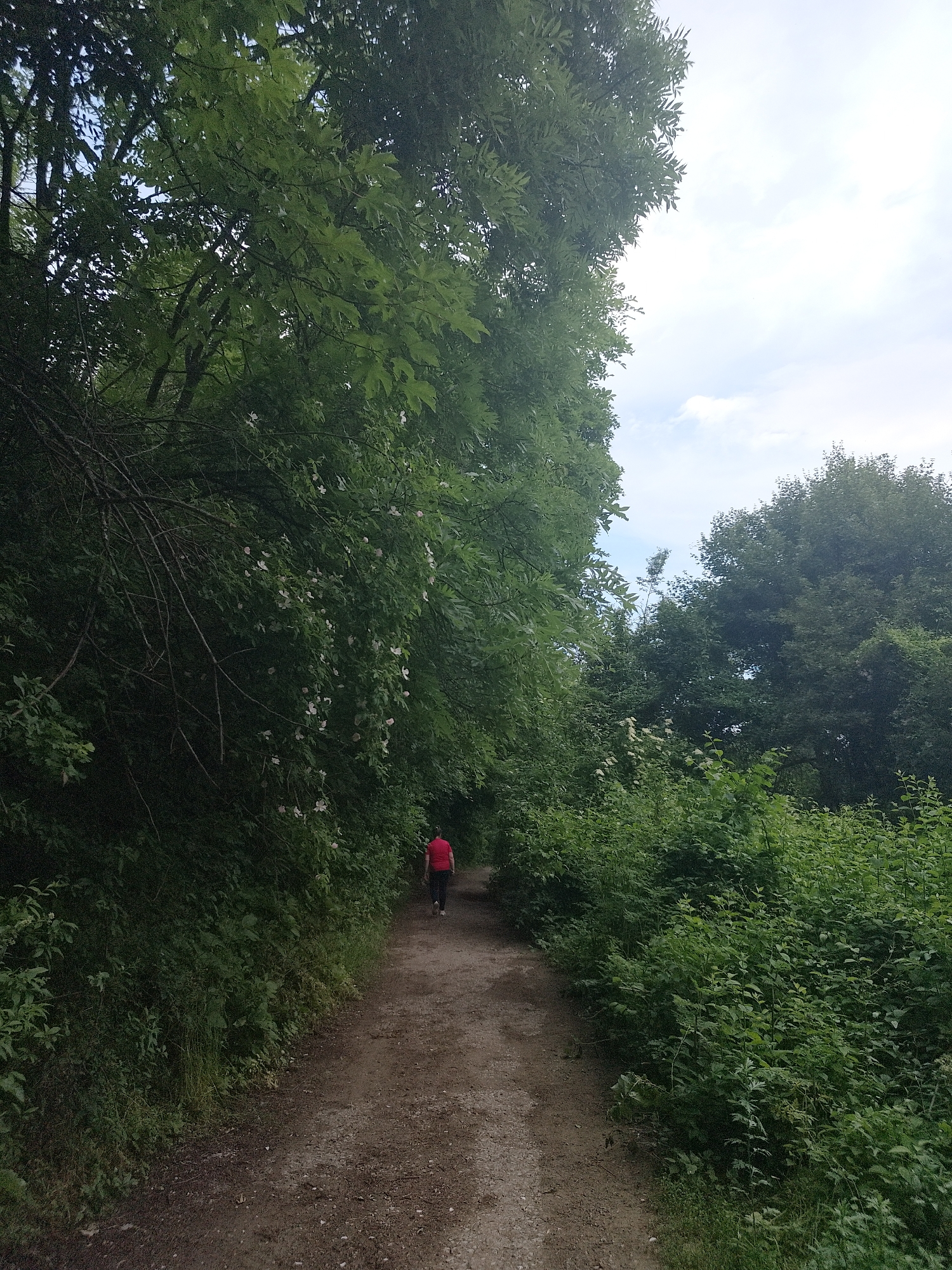 Person walks forest path in Sofia under cloudy afternoon skies