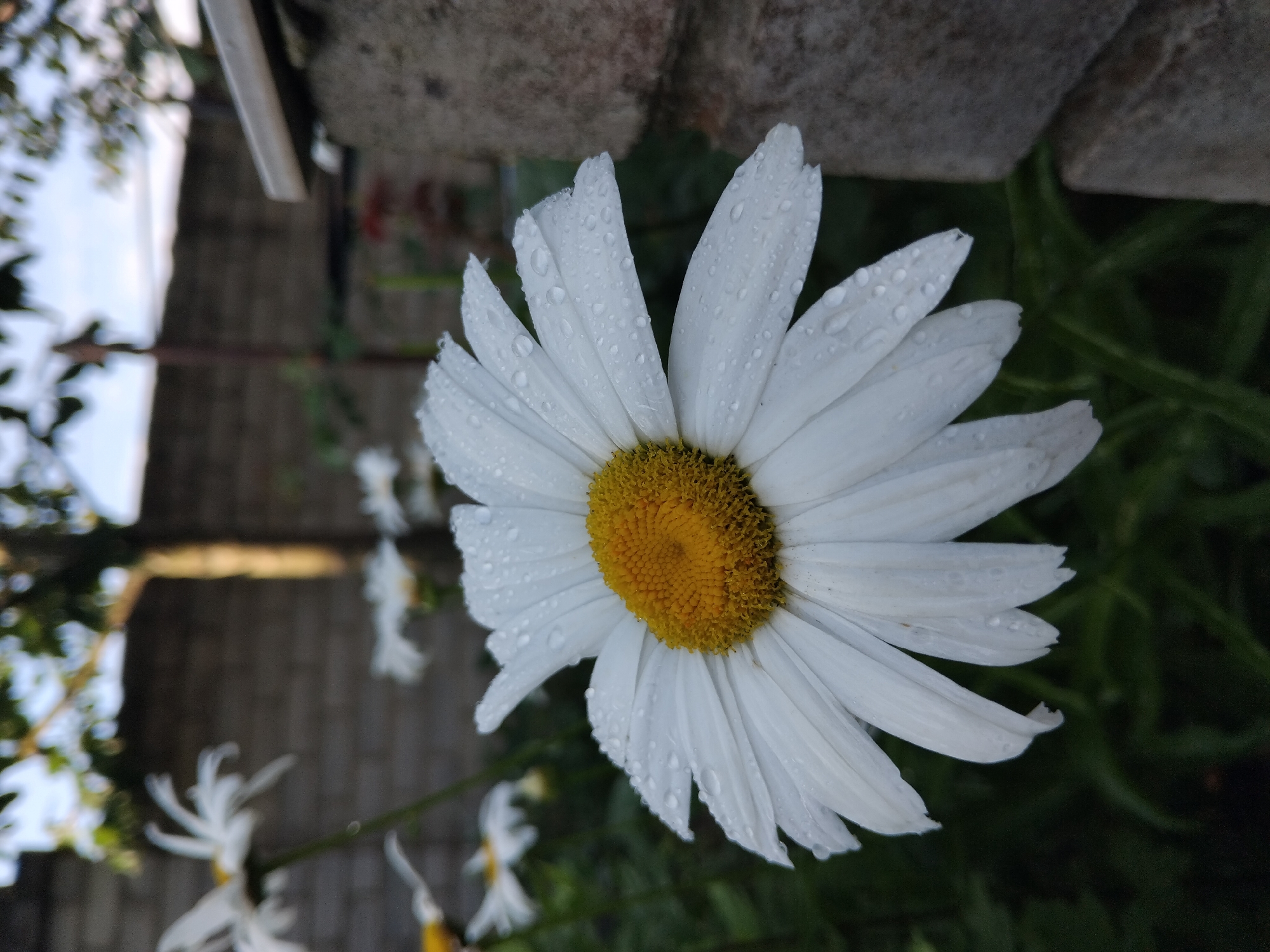 Rain-soaked garden and kitchen still lifes from Zhytomyr