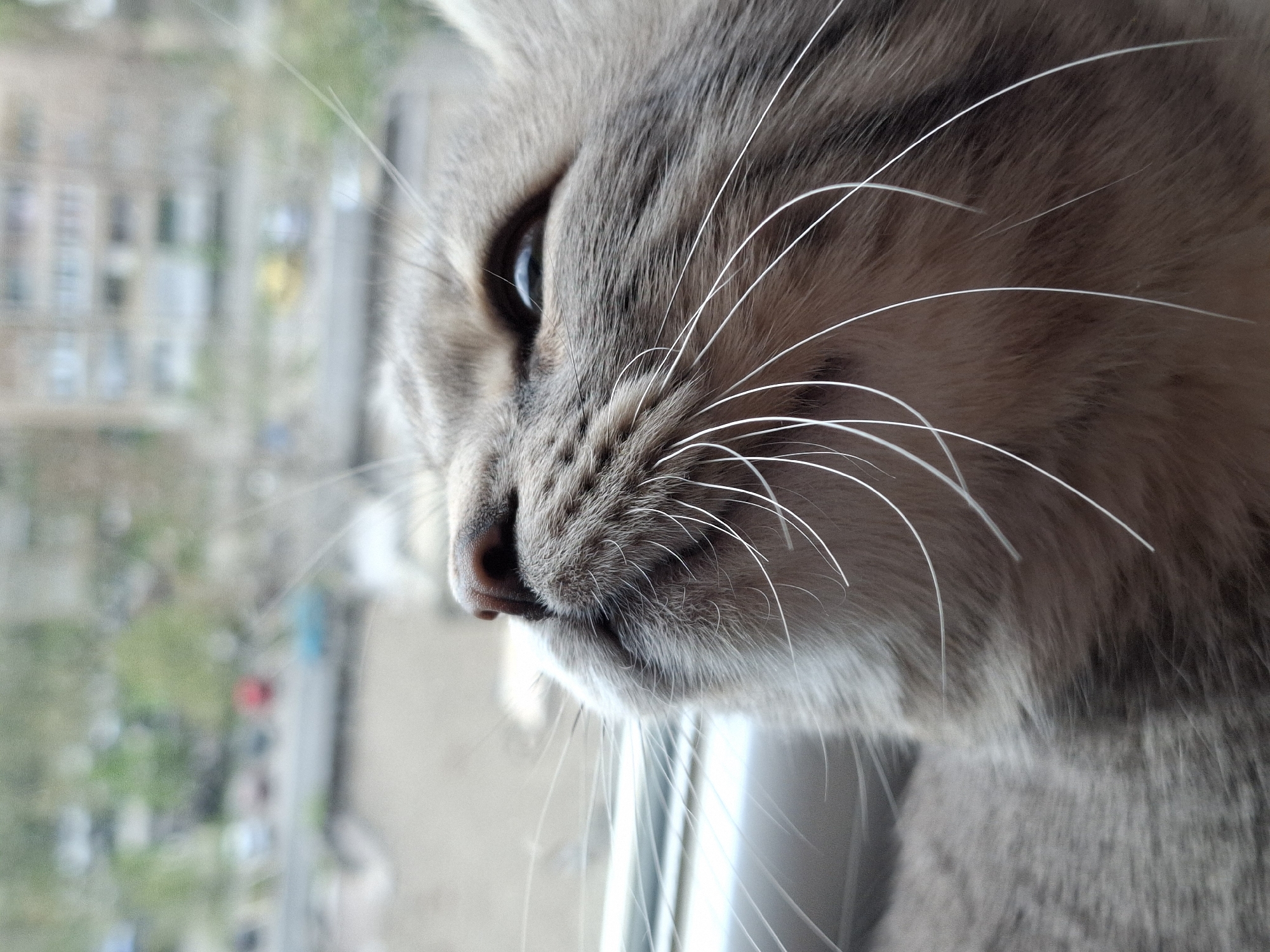 Gray tabby cat photographed in various poses in Novi Sad