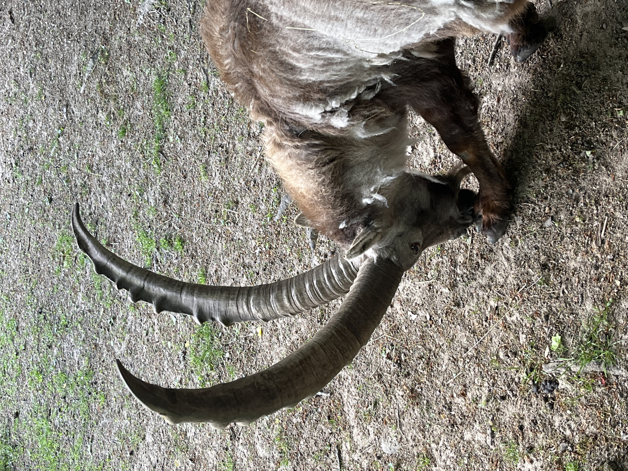 Zoo visitors document animals at Saarbrücken including deceased ibex