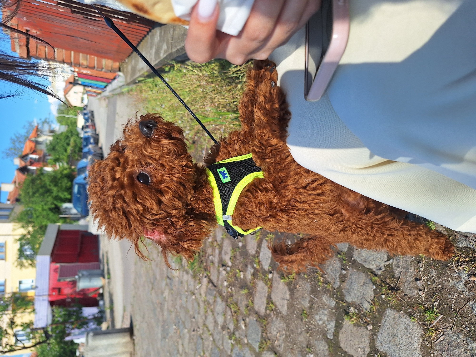 Person with poodle enjoys lunch break in Slivnitsa