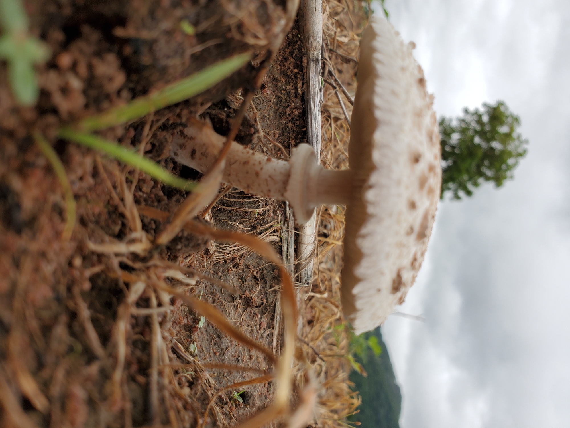 Rural life glimpses: mushroom and chicken spotted in Mararaba
