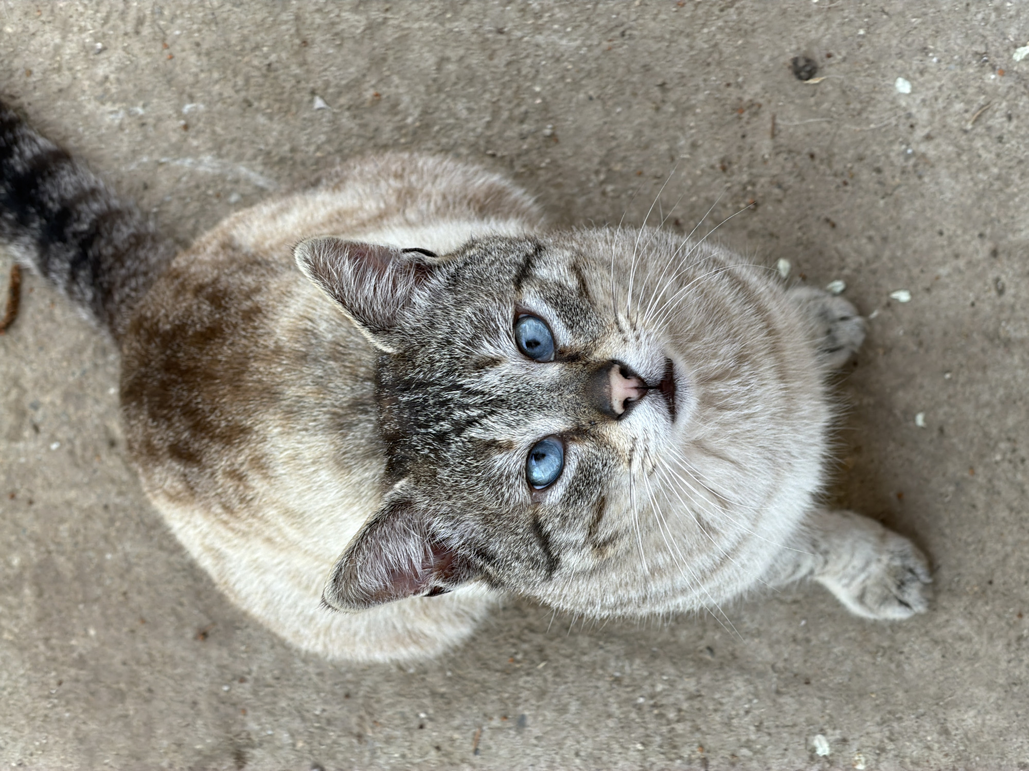 Blue-eyed cat photographed on concrete surface looking upward