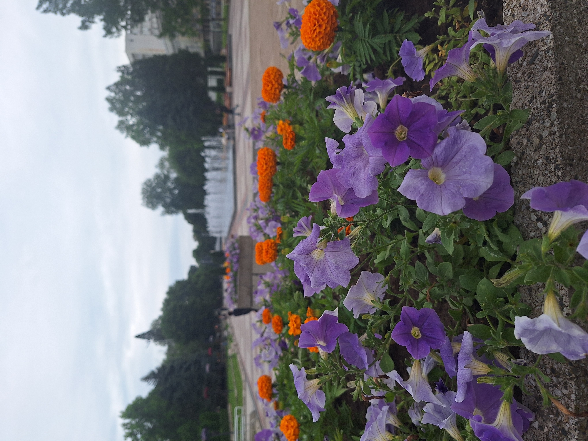 Morning garden displays documented in Montana, Bulgaria park
