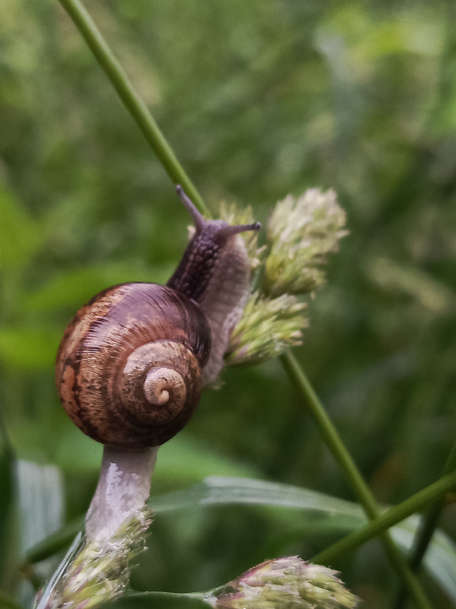 Snails, rain-soaked leaves, and quiet morning moments in Chaikovsky
