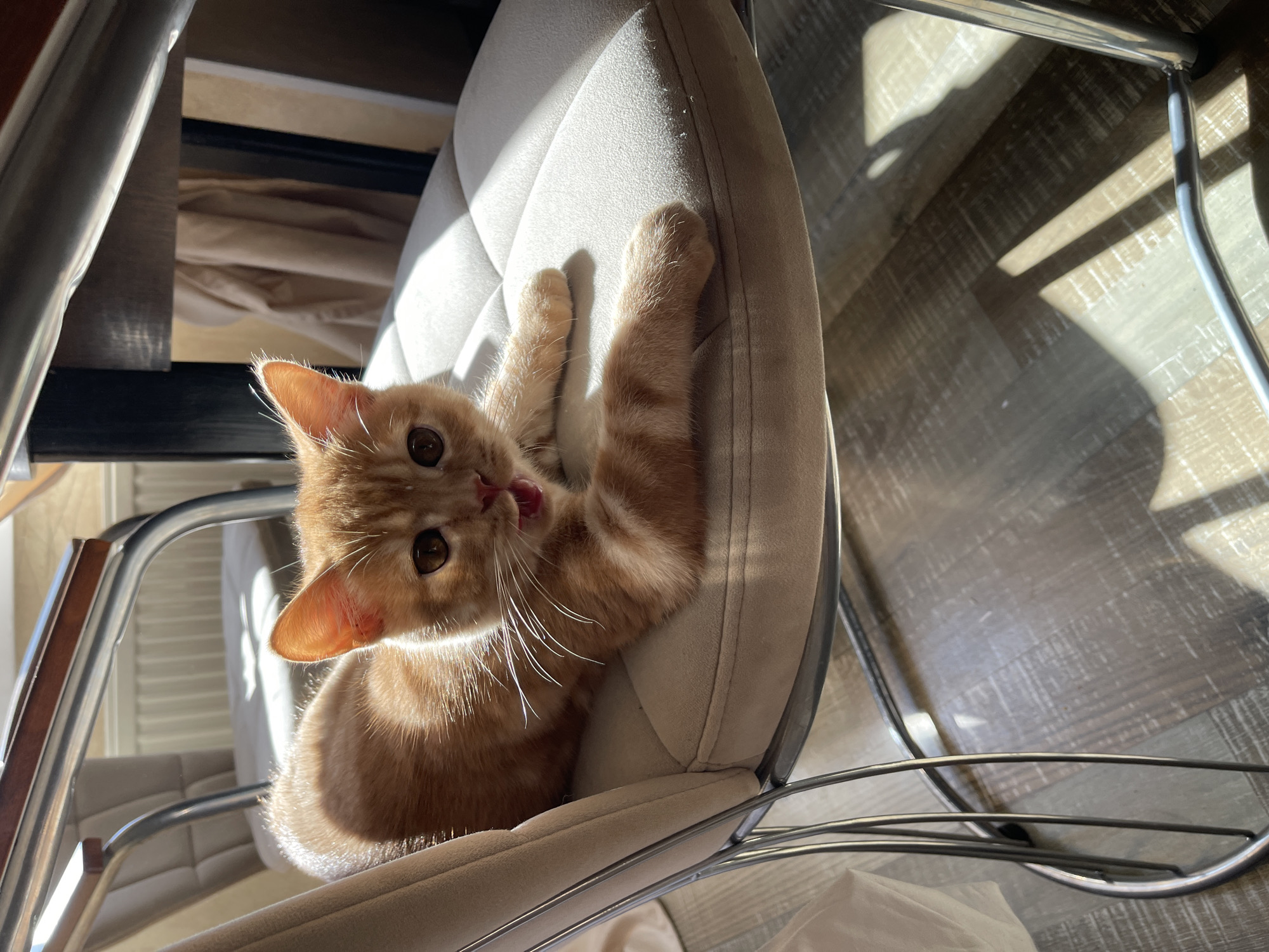 Morning moments with kitten, jasmine, coffee in Kommunarka