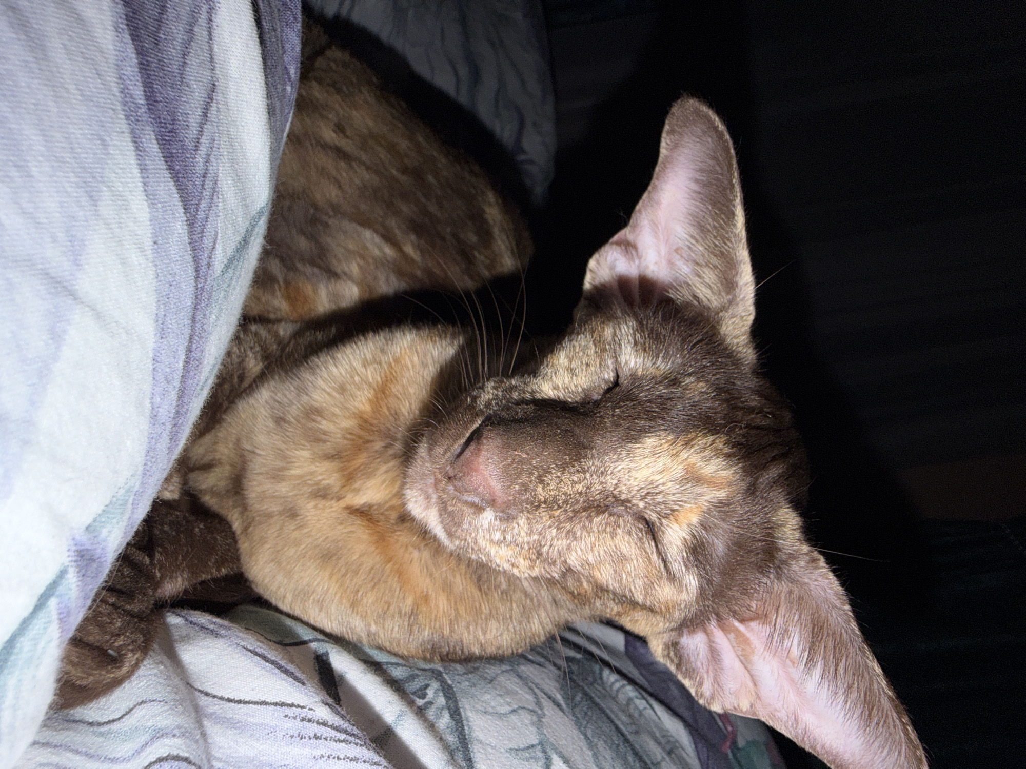 Quiet evening moment with cat and companions in Chaikovsky