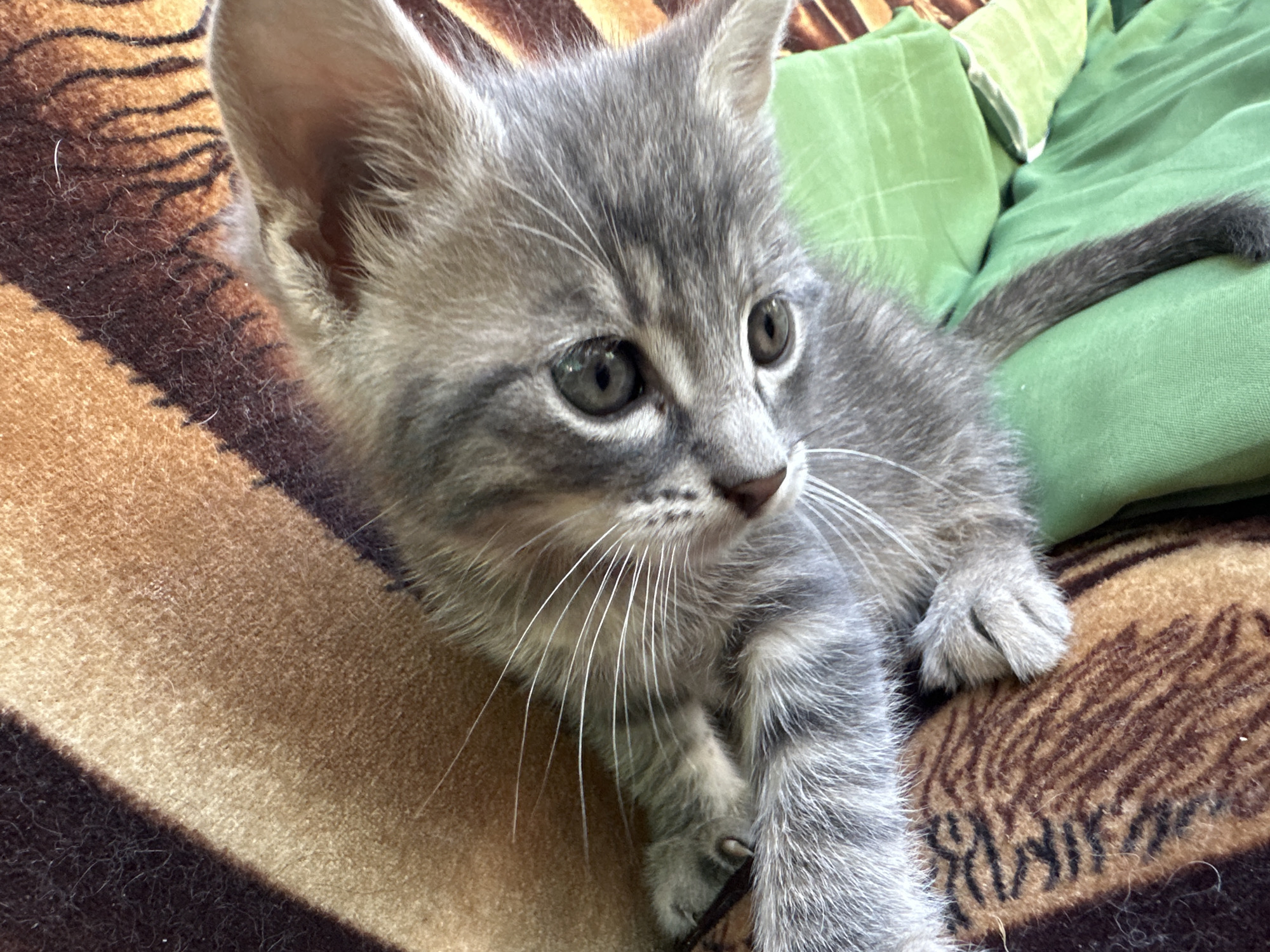 Kittens and garden life at a home on a summer afternoon
