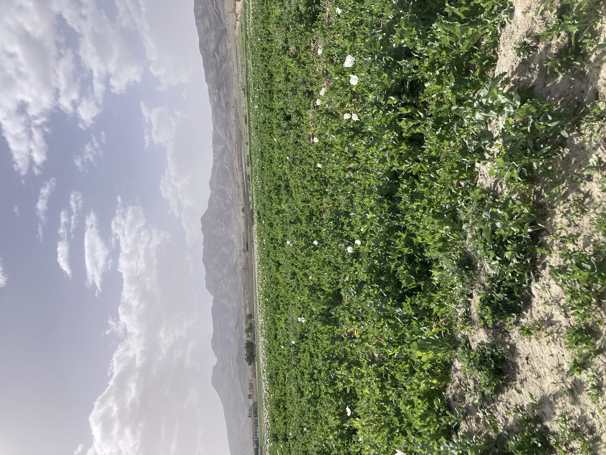 Flowering crop fields documented in Lajwari Kili, Pakistan