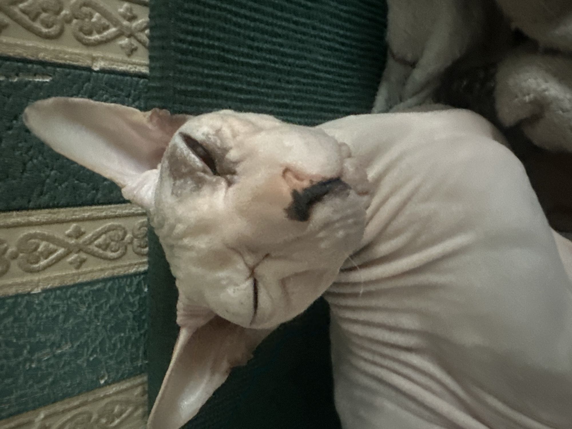 Sphynx cat at rest, eyes closed, Togliatti