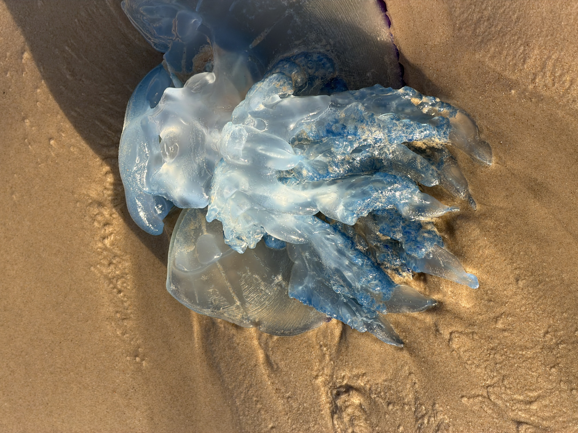 Beach life documented at Bat Yam: jellyfish, dog, shells