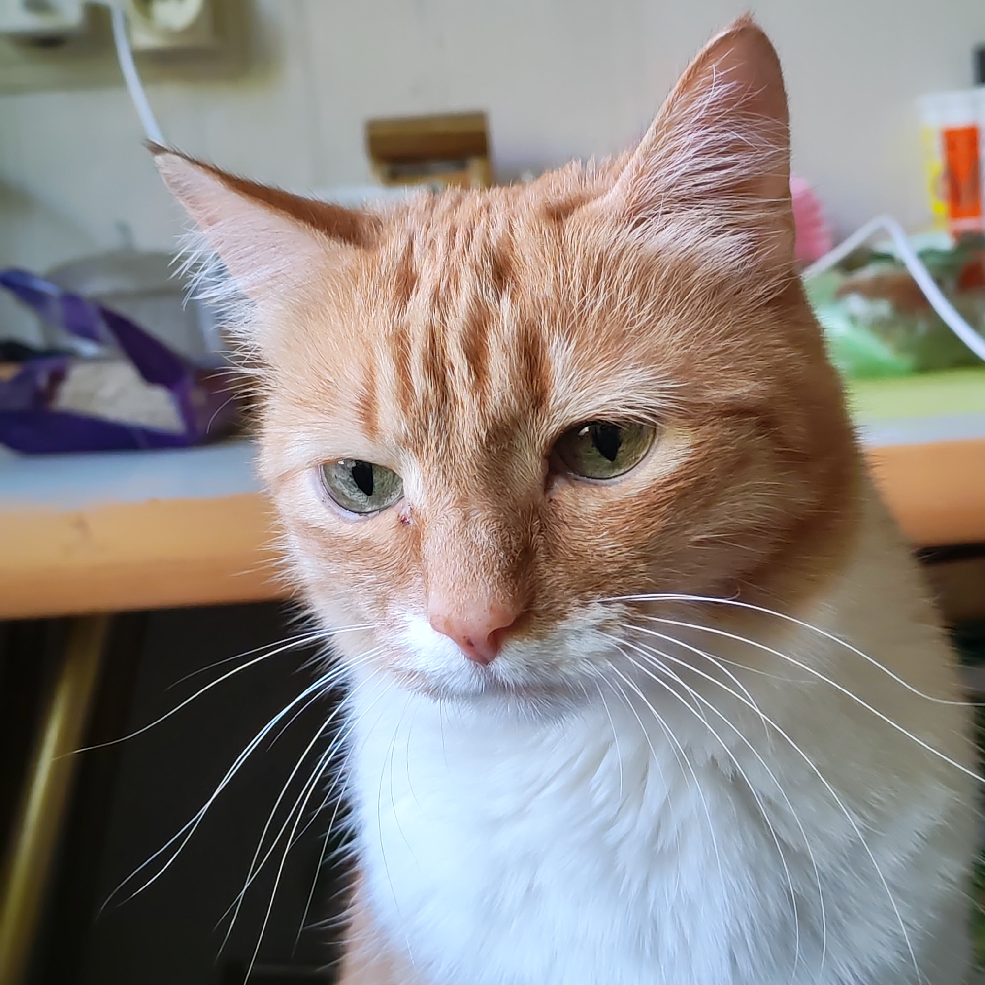 Woman documents morning routine with cat in Russian kitchen
