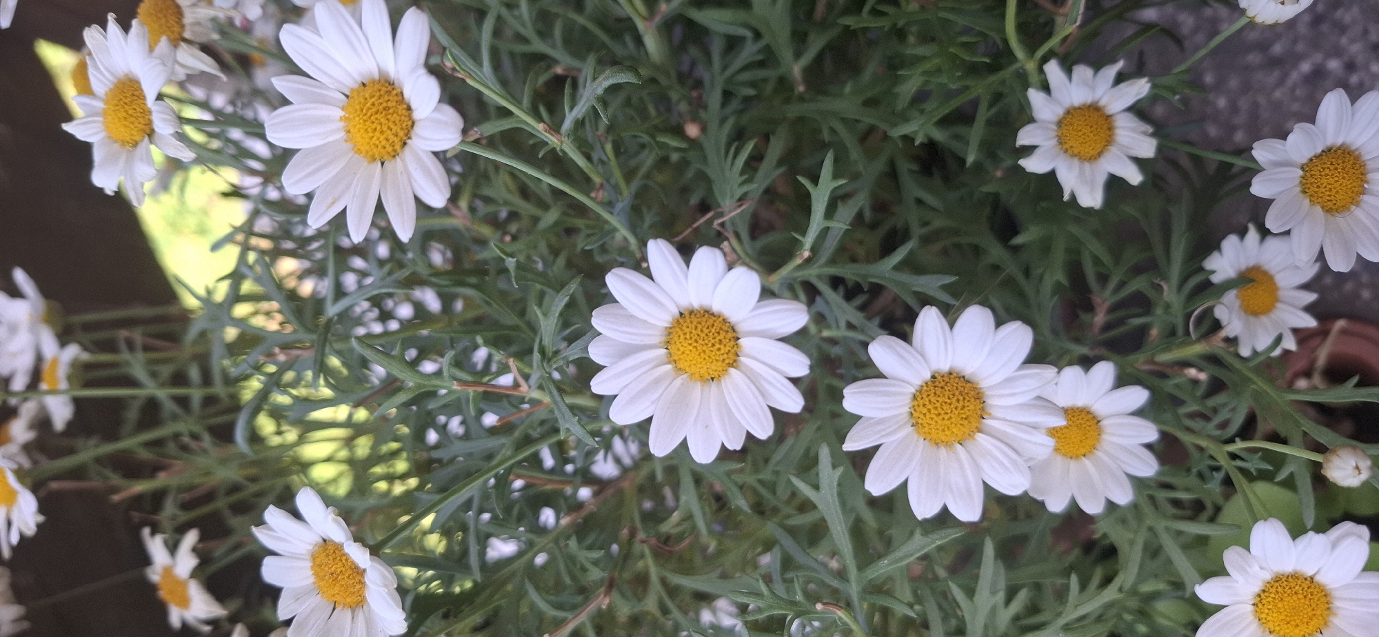 Flowers and green spaces in a Sofia residential neighborhood