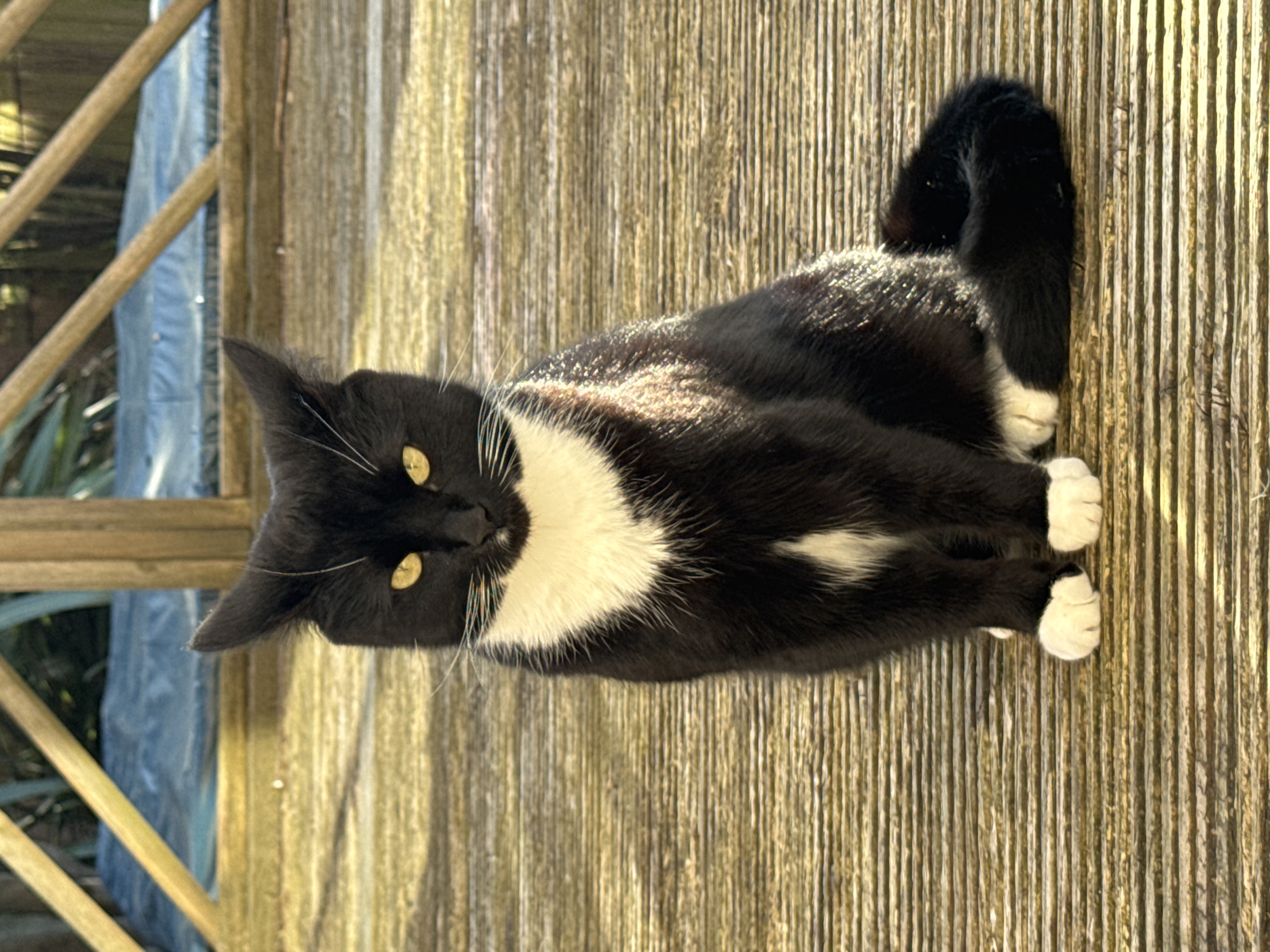 Domestic cats observed resting in Desborough homes during afternoon