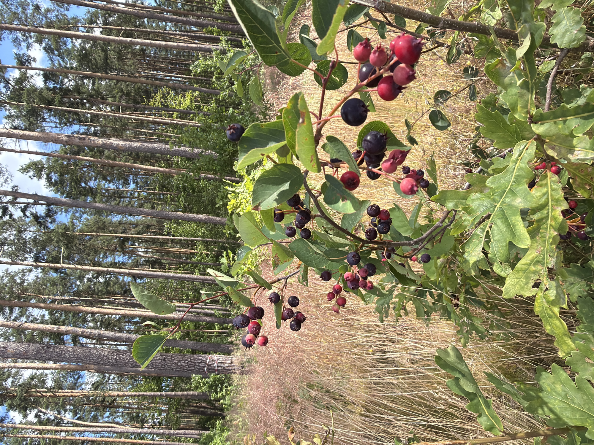 Summer wildflowers and insects in the Latvian countryside