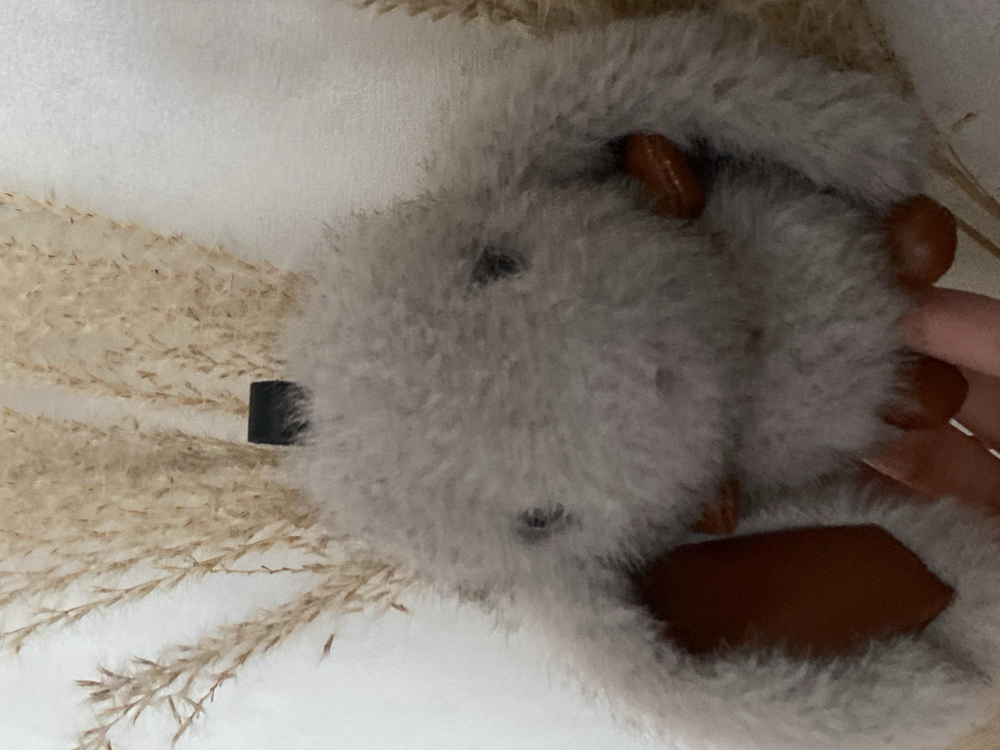 Plush toys, a pet chinchilla, and apples at home in Moldova
