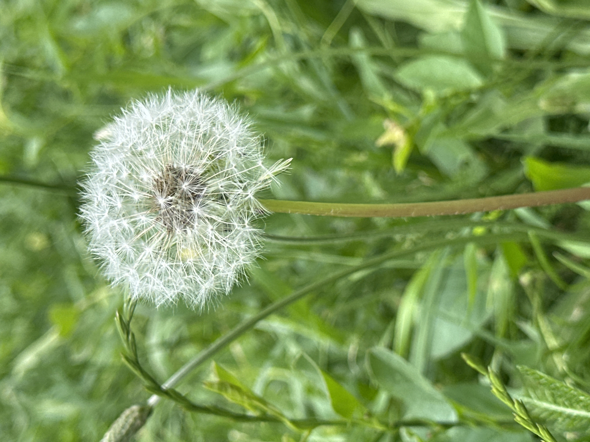 Spring afternoon documented at Sofia park with flora observations