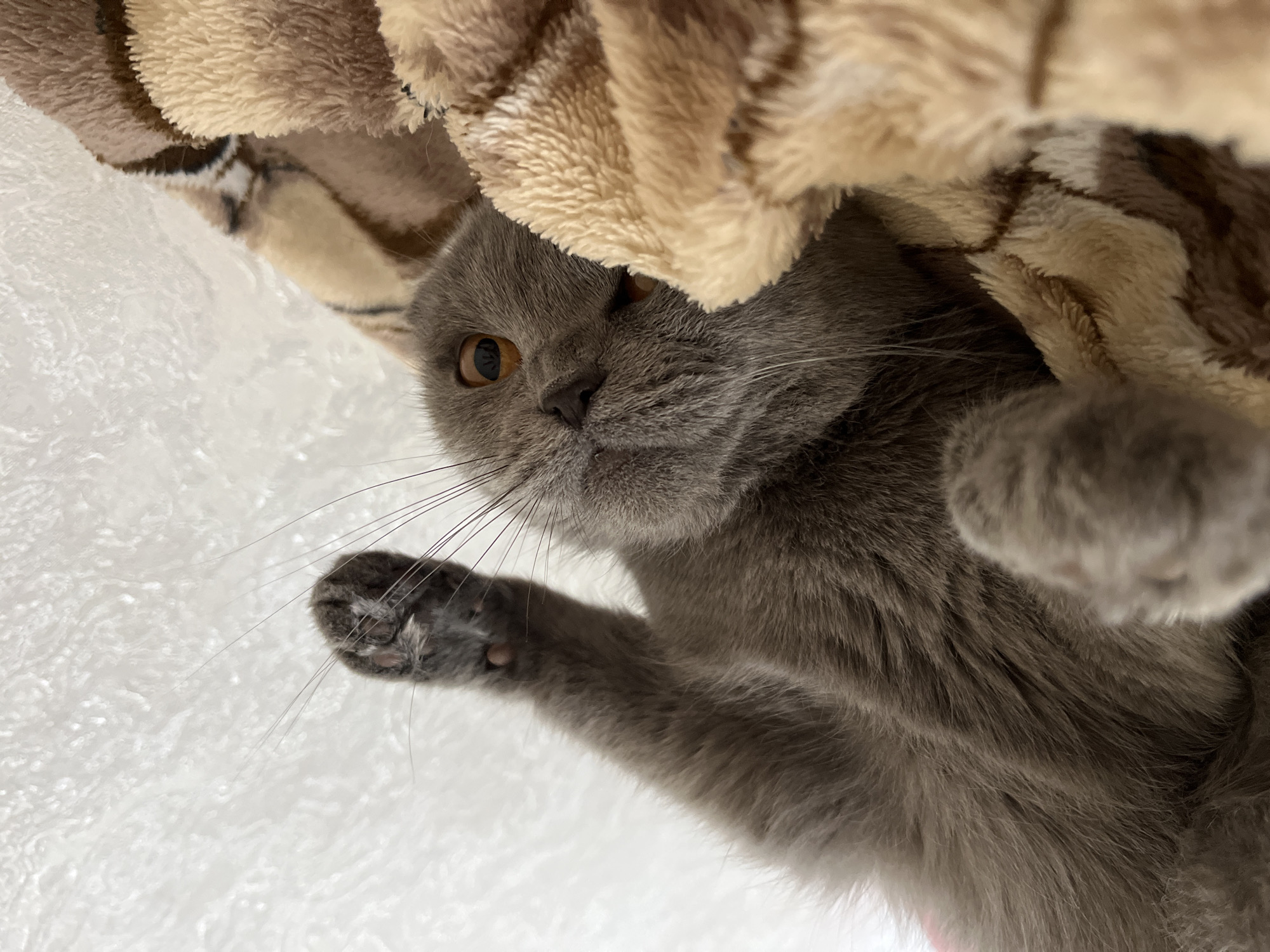Grey cat photographed resting under blankets in Hrodna