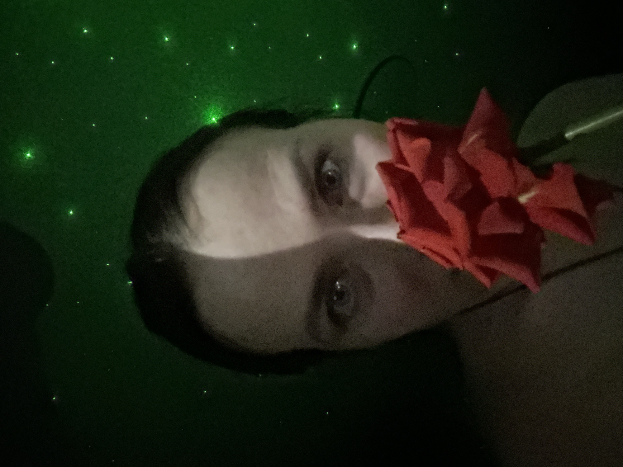 Evening Rose Photography Session Captured in Rusalevka Interior
