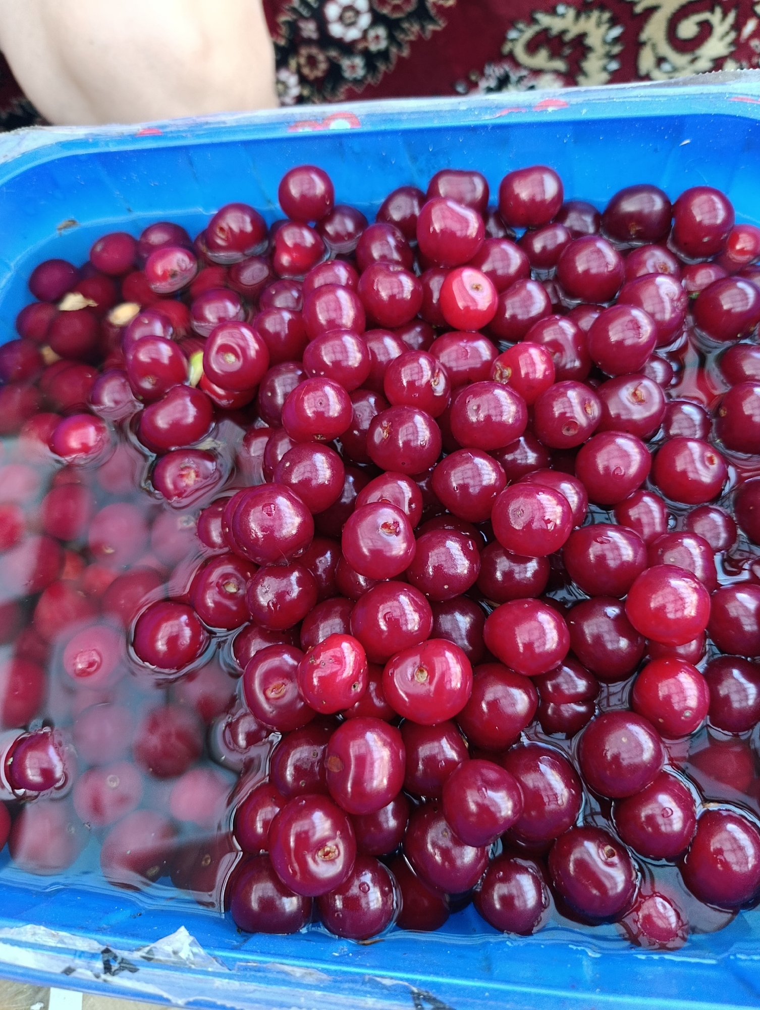 Cherries, roses, and a dog: a quiet afternoon at home.