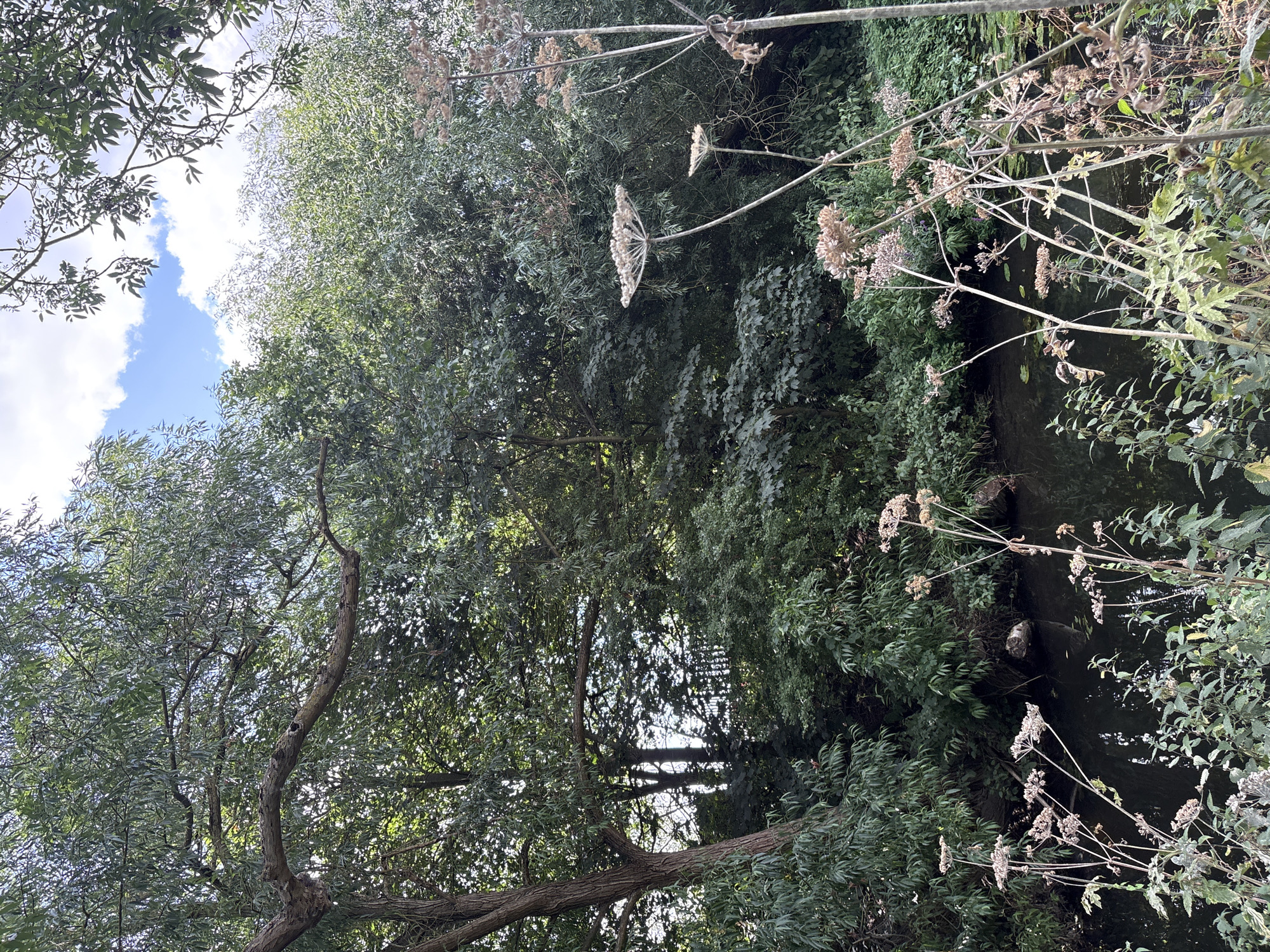 Chelmsford canal path: wildflowers, brickwork, and summer overgrowth