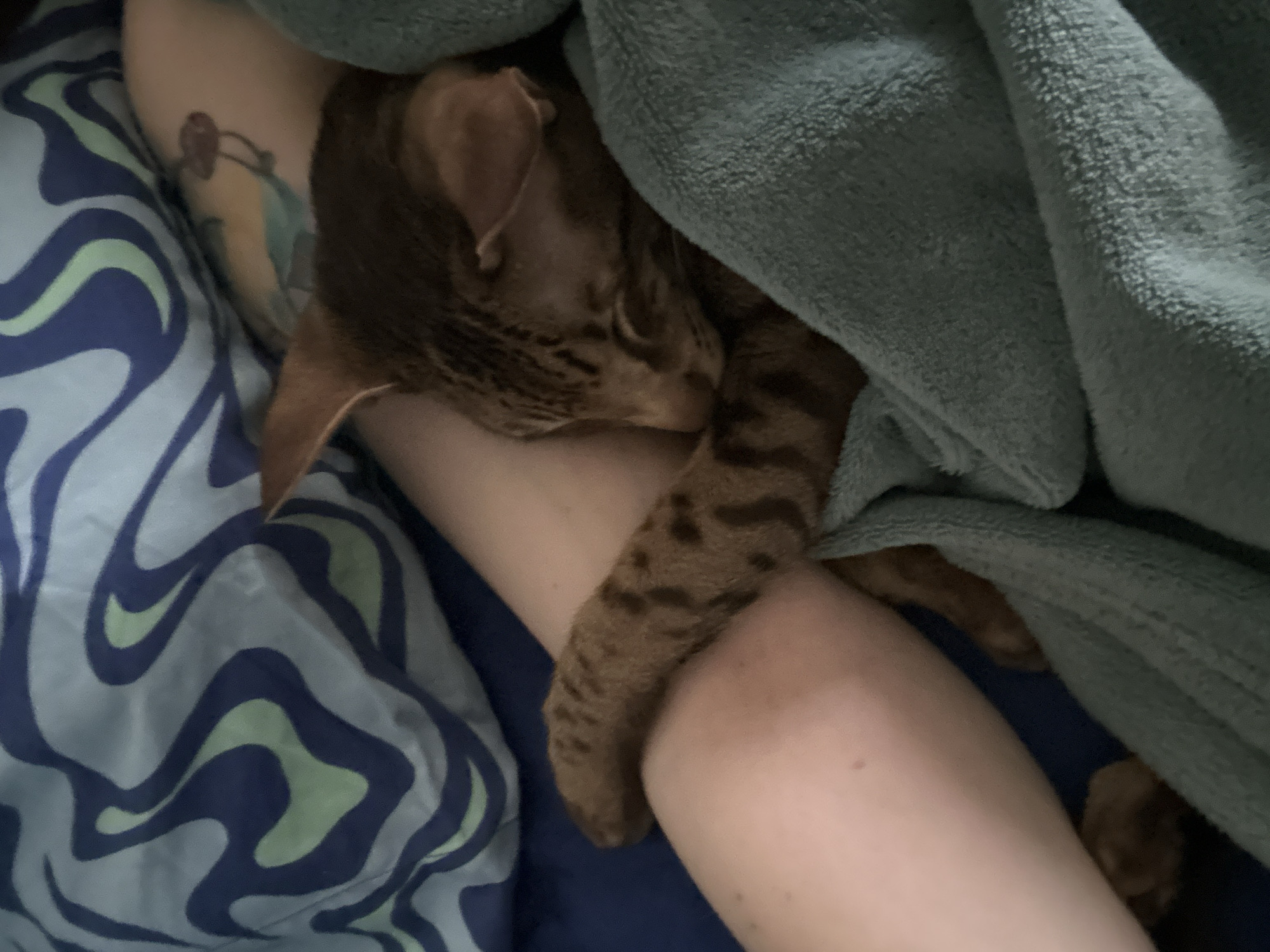 Cat sleeps peacefully with owner in Moscow home