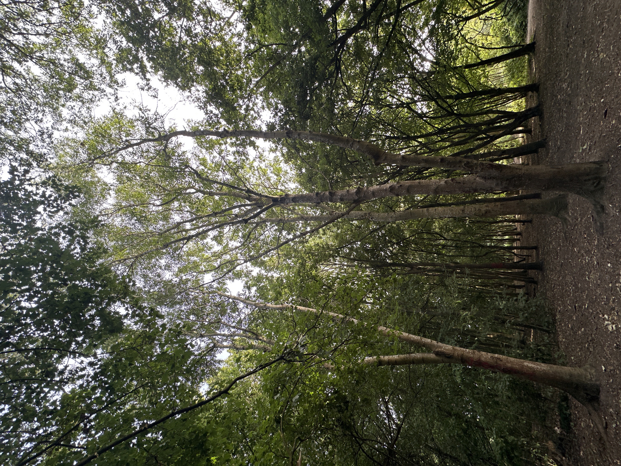Exploring shaded woodland paths and waterways in London