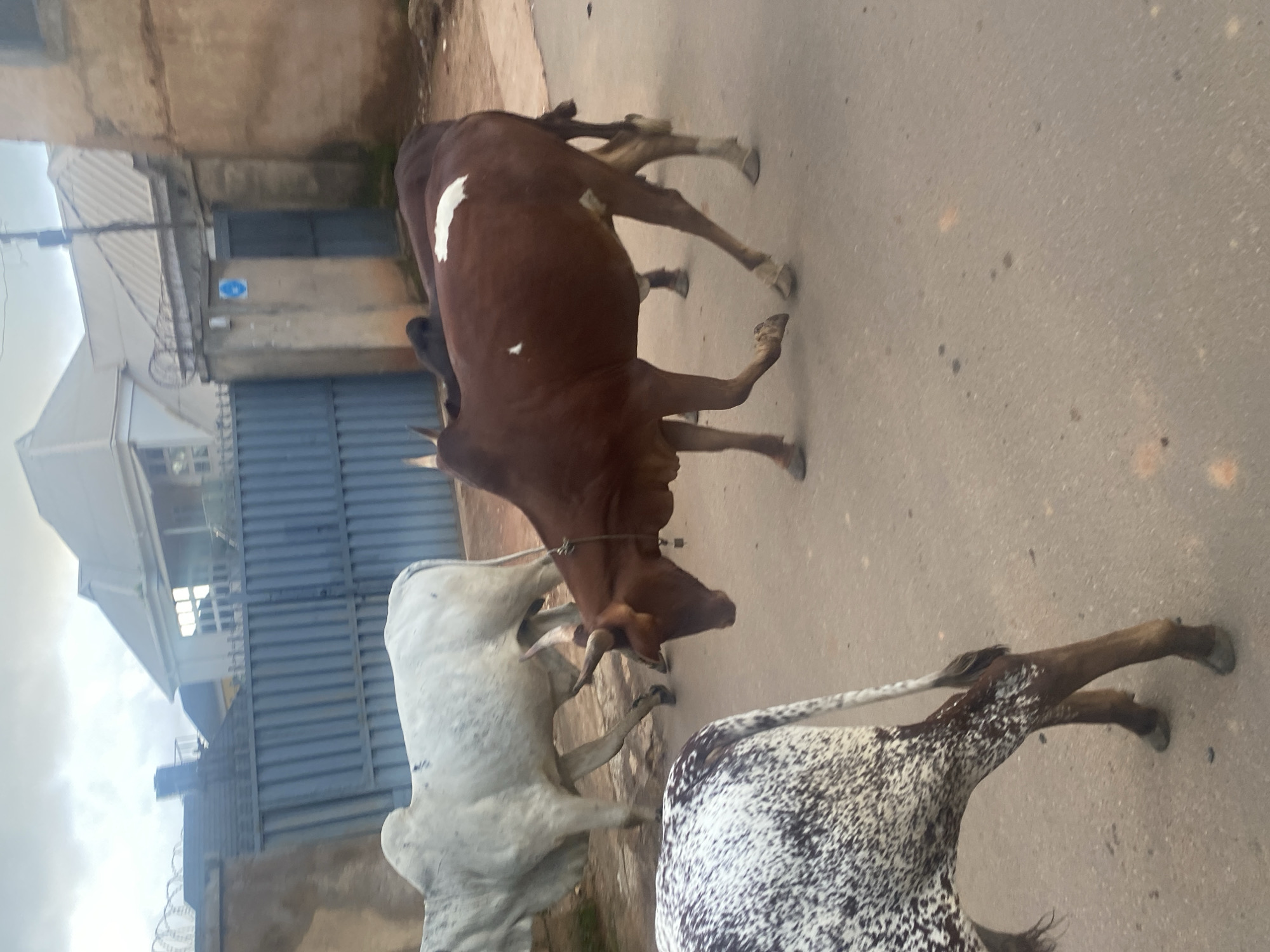 Cattle herd moves through Gura Top streets with herders nearby