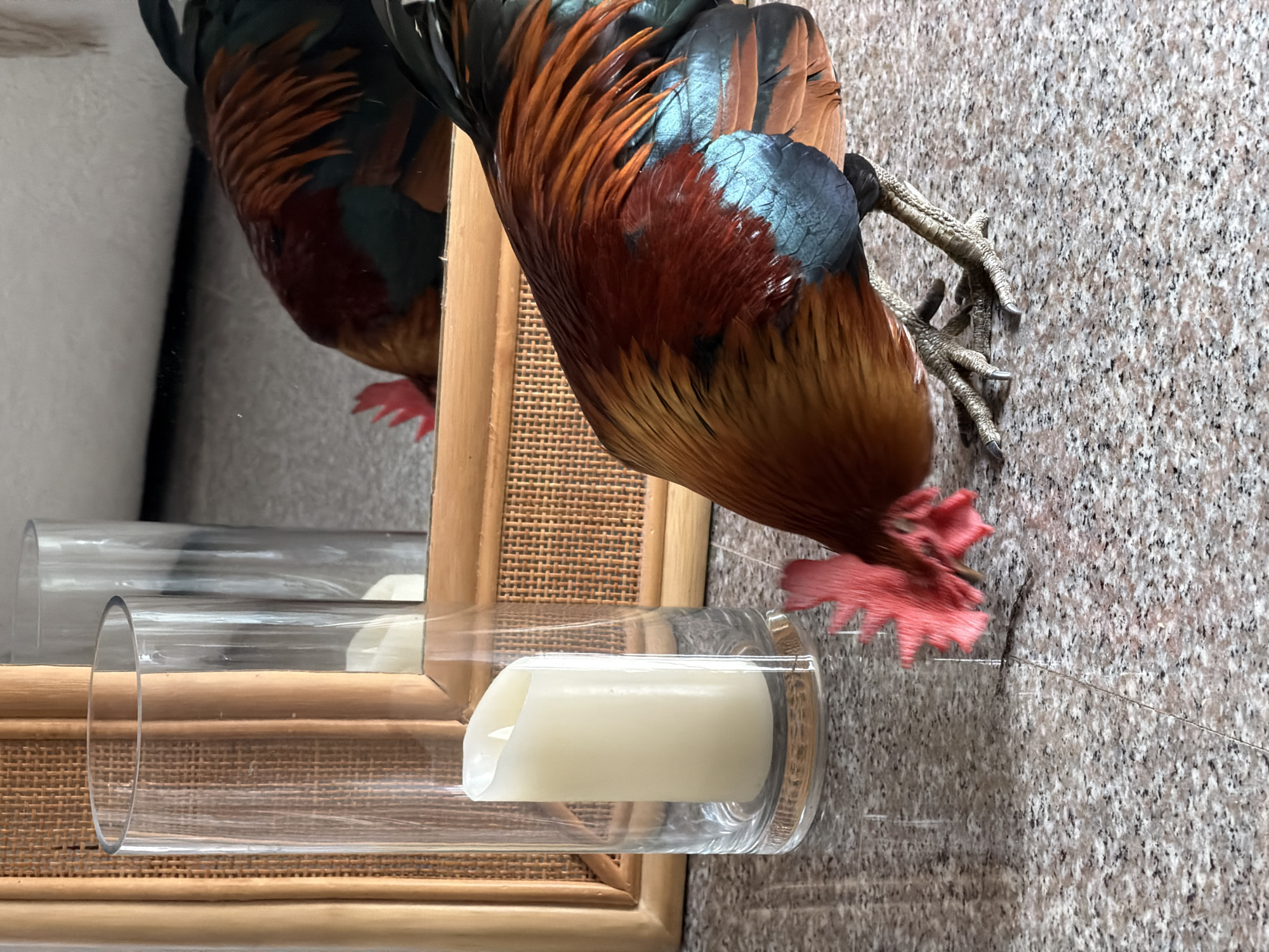 Rooster roams an indoor space in Ko Samui, Thailand