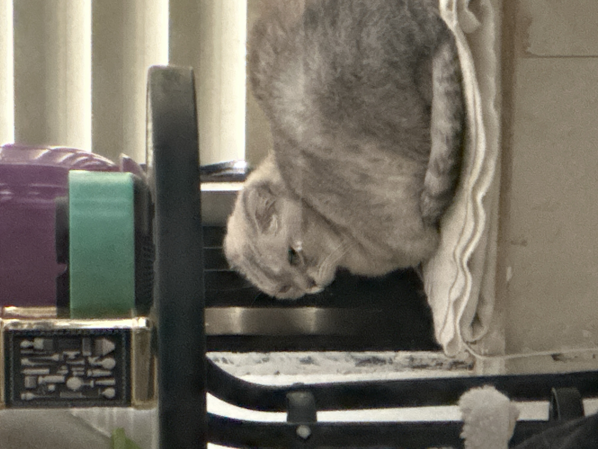 Lazy morning at a Haifa apartment with cats and houseplants