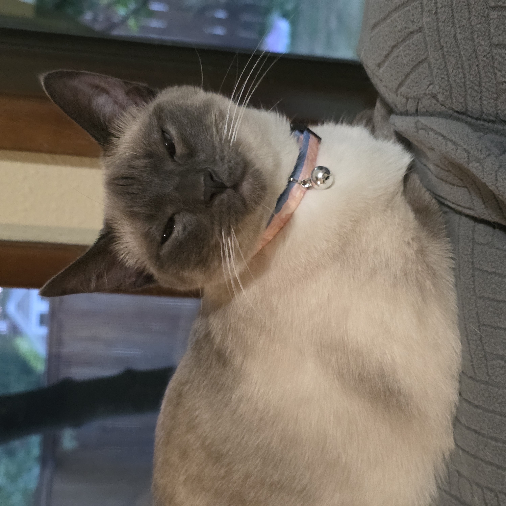 Late-night Portland moments: cats, twilight skies, and white roses